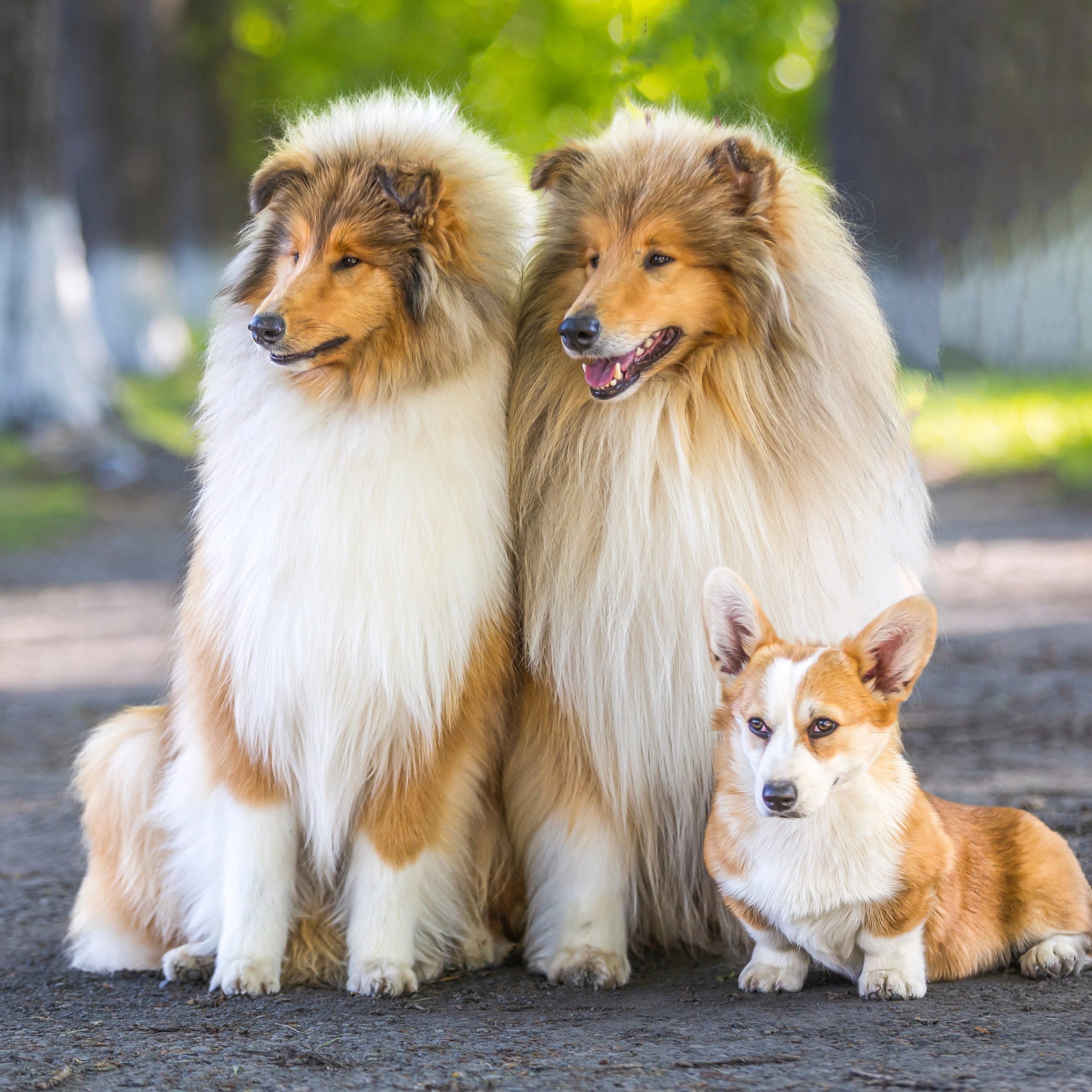 Фотосессии с собаками!. Фотограф 📸 семейный, предметный, репортажный