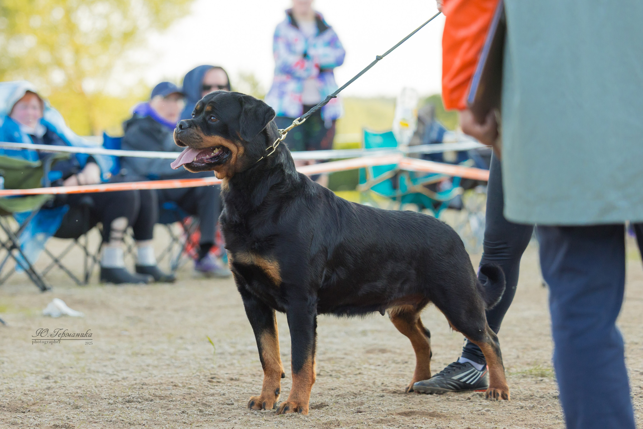 Тверь ротвейлеры 5-6.07.2025. Фотограф-анималист Юлия Германика
