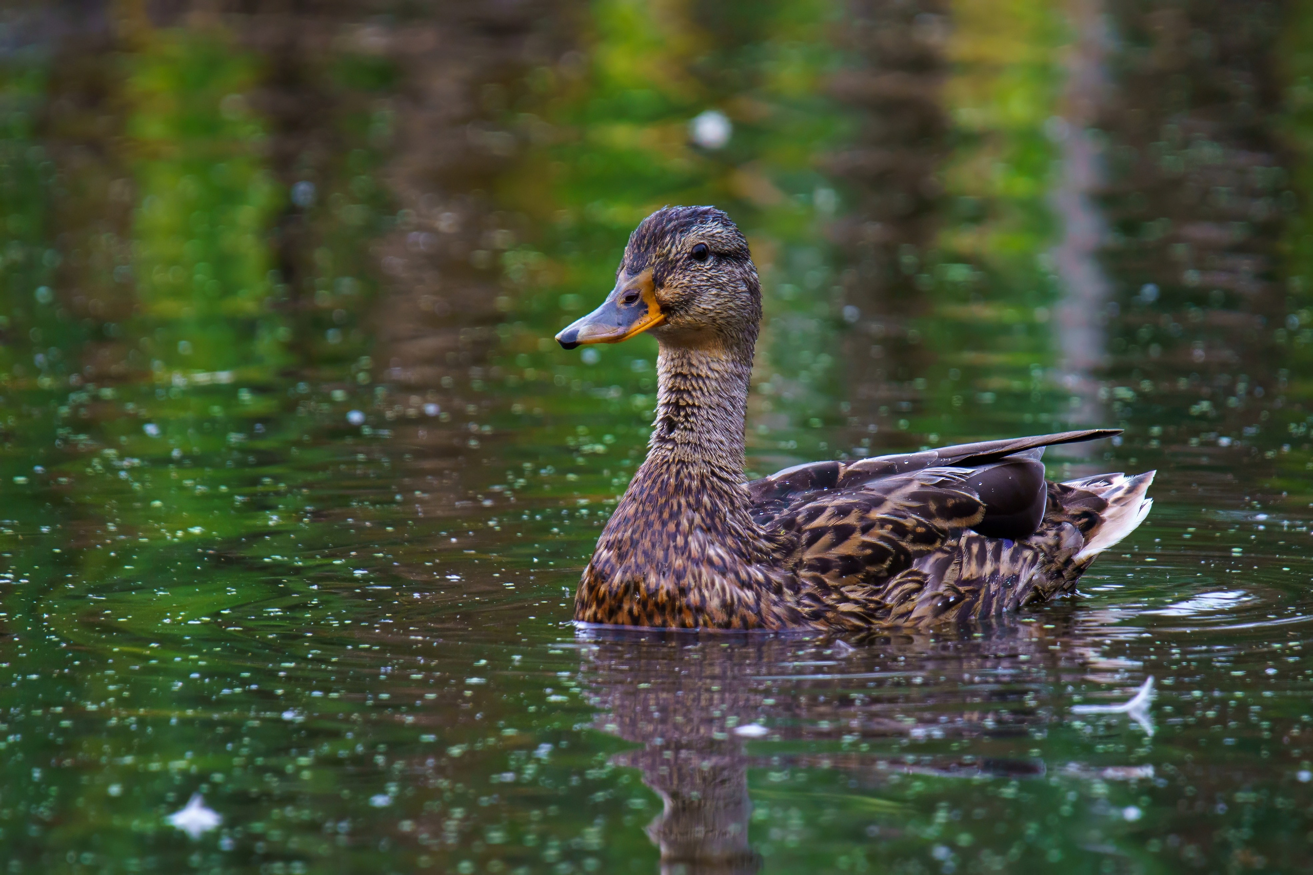 Animals — Животные