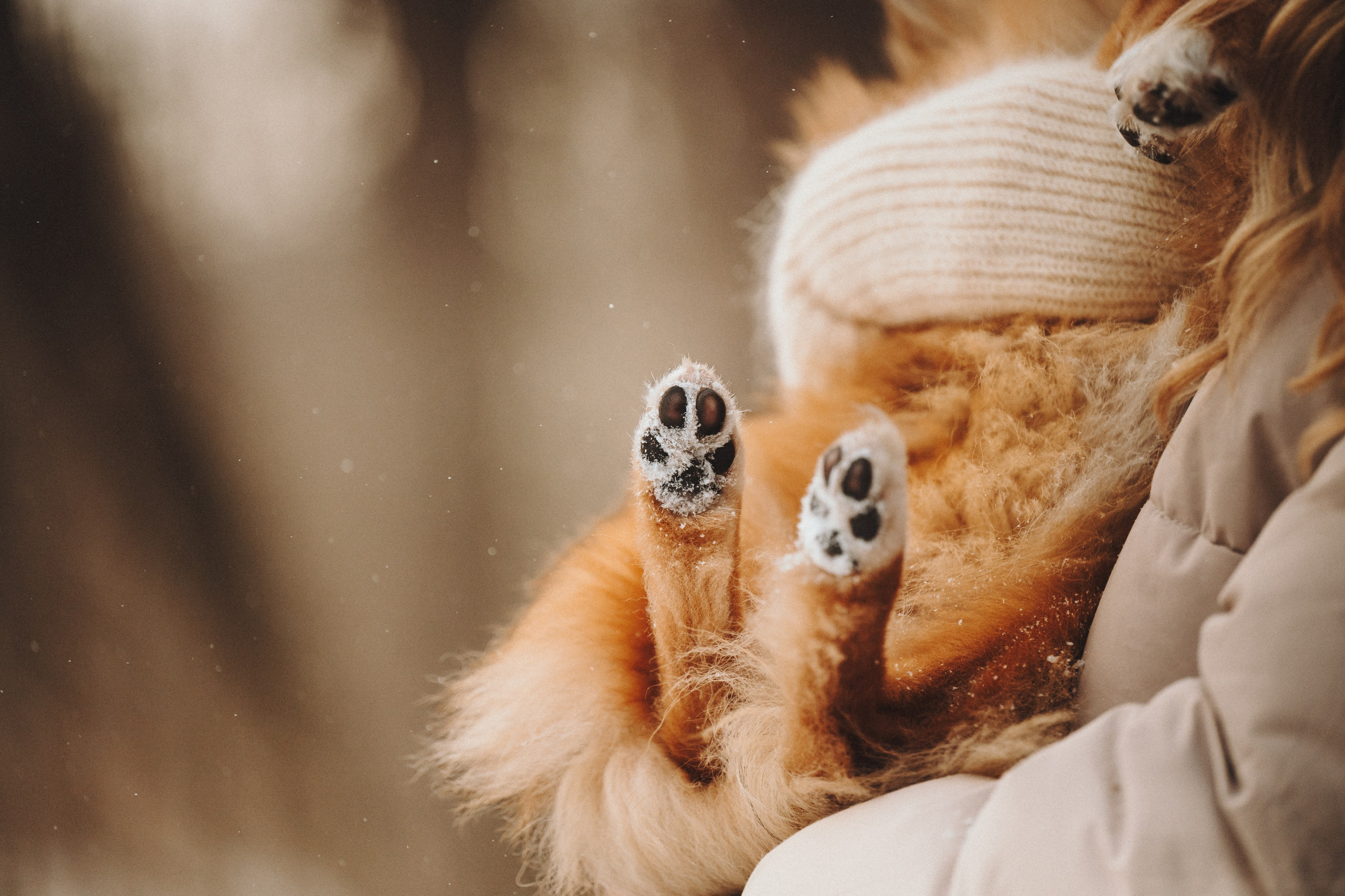 Дарья, Стас и Спика. Семейный фотограф анималист Ананьева Мария — Москва