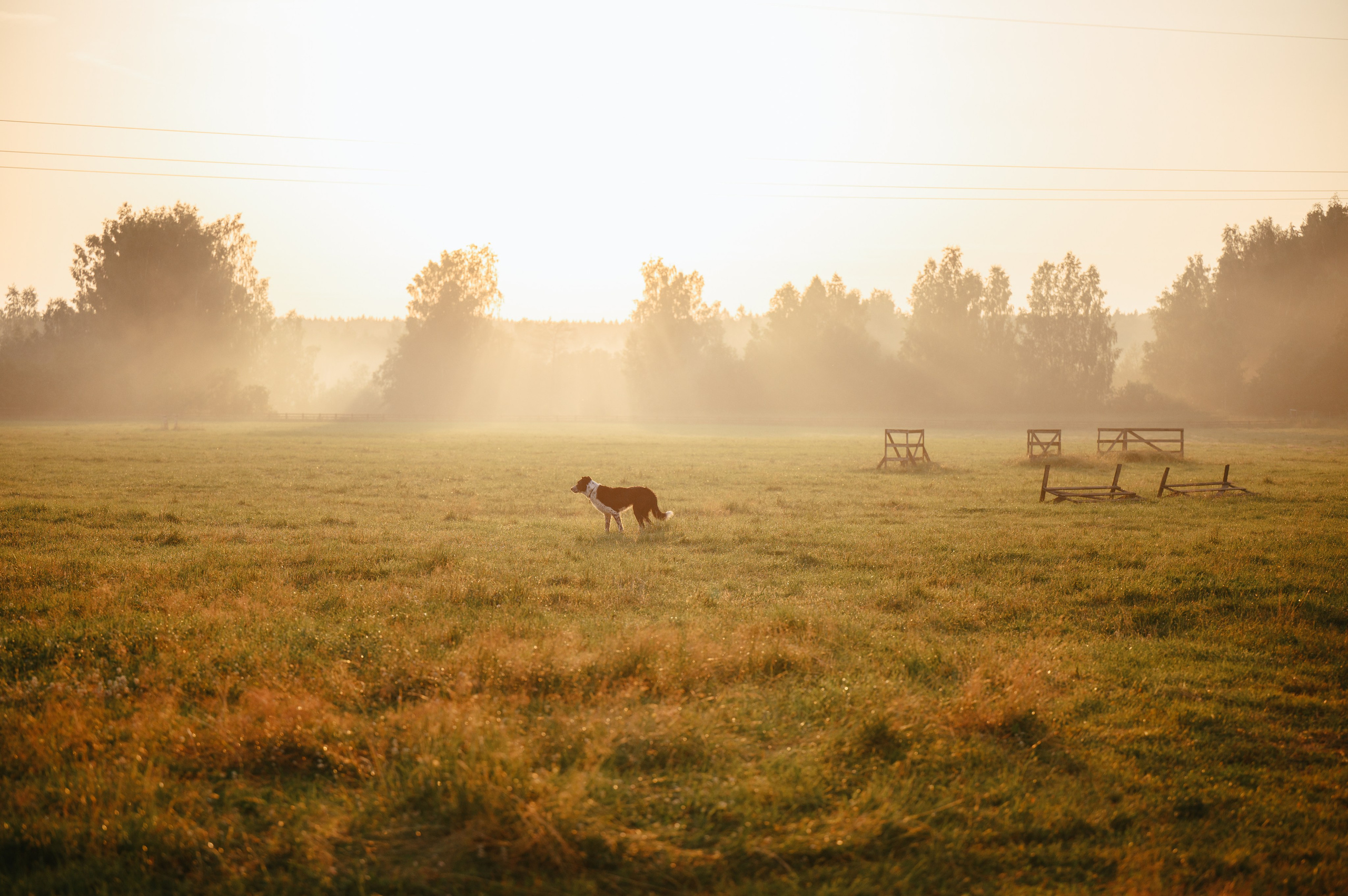 Пастьба. Семейный фотограф анималист Ананьева Мария — Москва