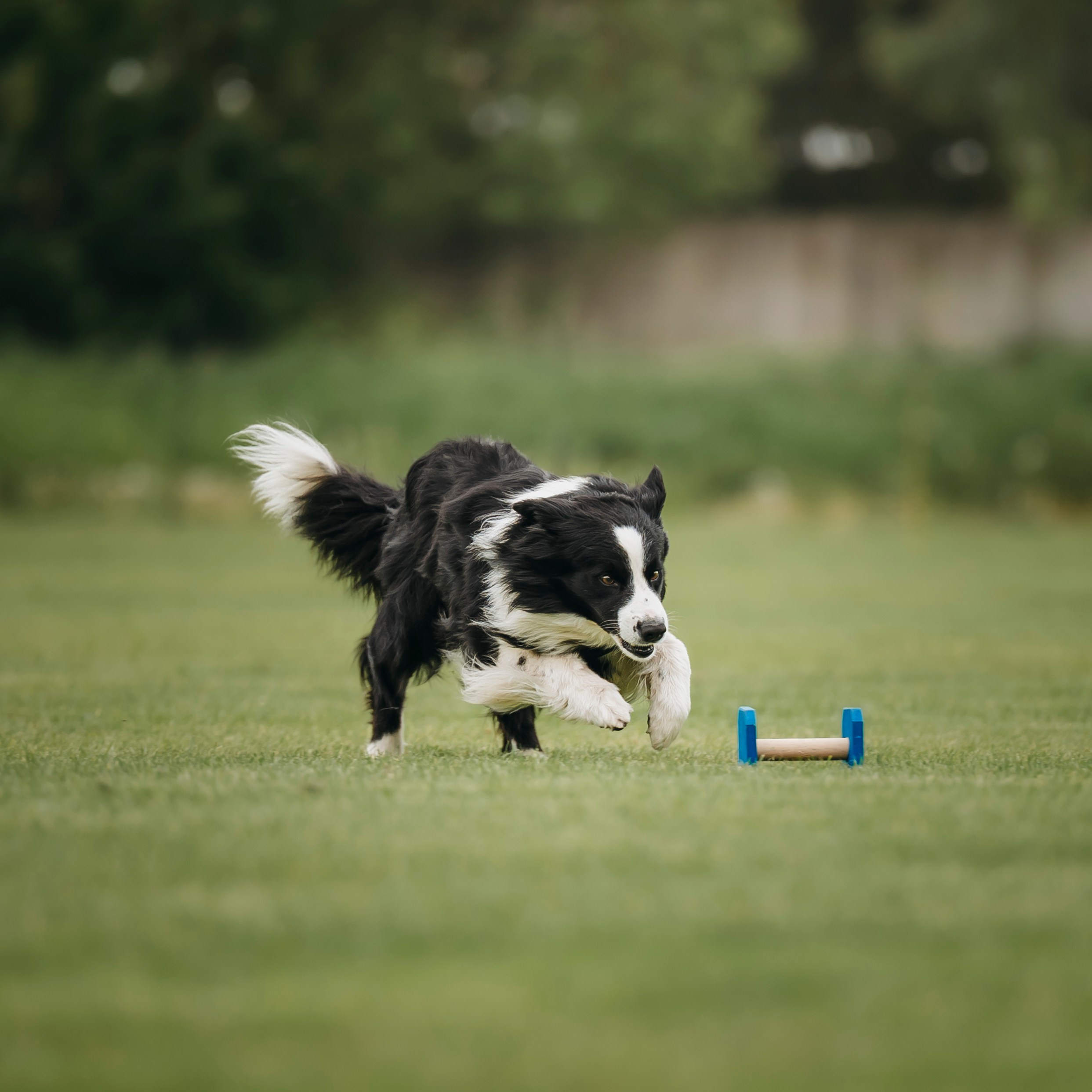 Обидиенс. Семейный фотограф анималист Ананьева Мария — Москва