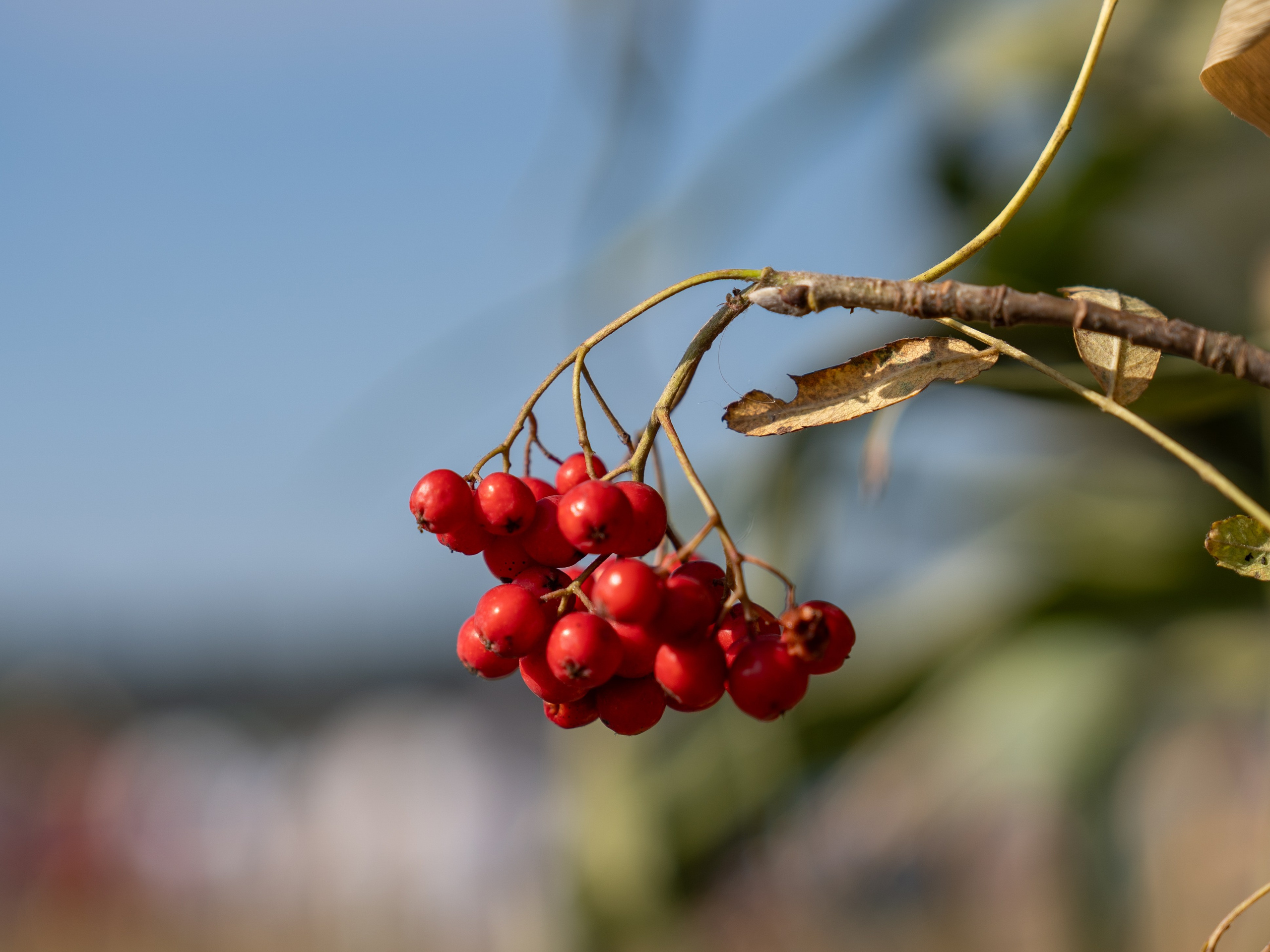 Ярмарка. Фотограф Наталья Сорока Ижевск