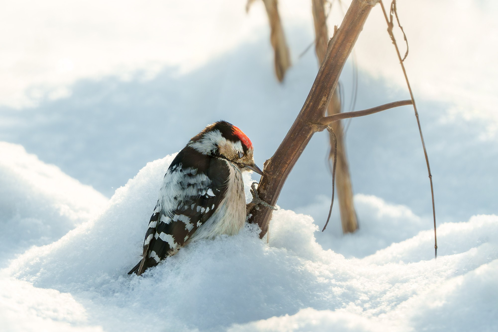 Удивительные мир птиц. Вокруг нас столько прекрасного — присмотритесь!. Ваш личный фотограф Марина Волкова