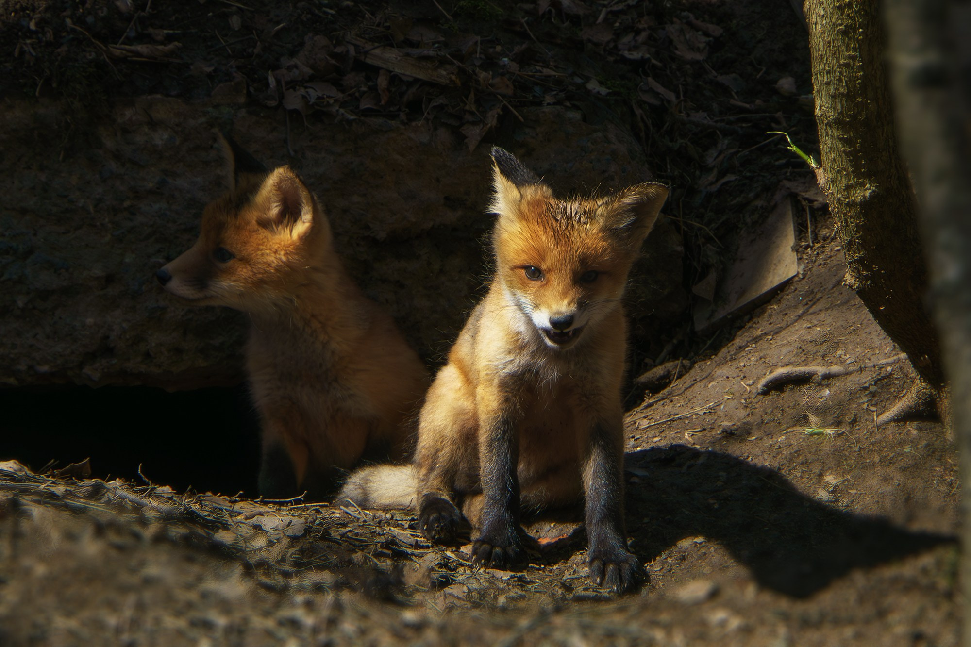 Животные. Ваш личный фотограф Марина Волкова