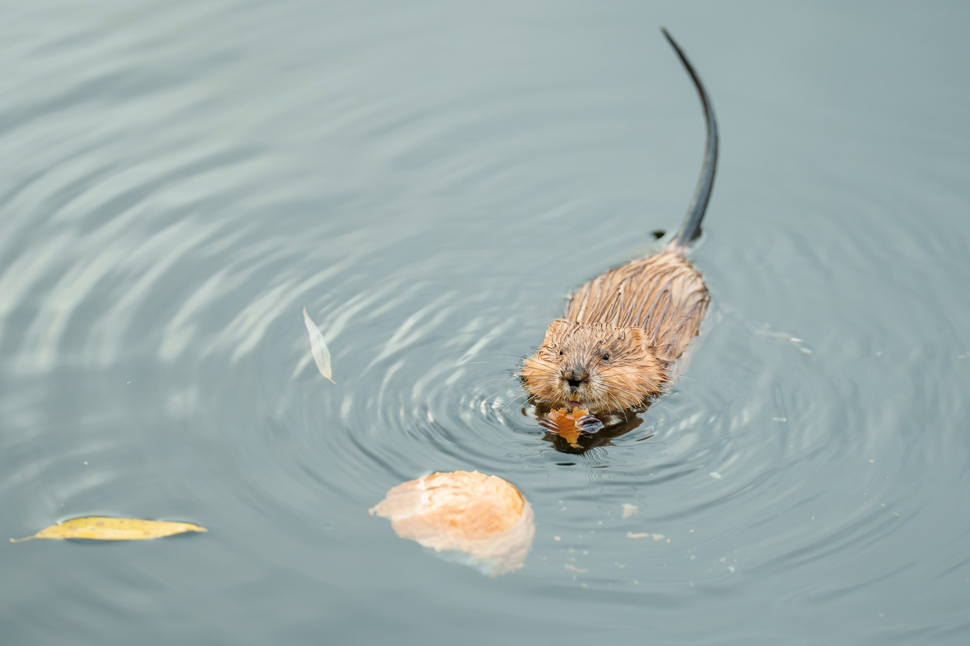 Животные. Ваш личный фотограф Марина Волкова