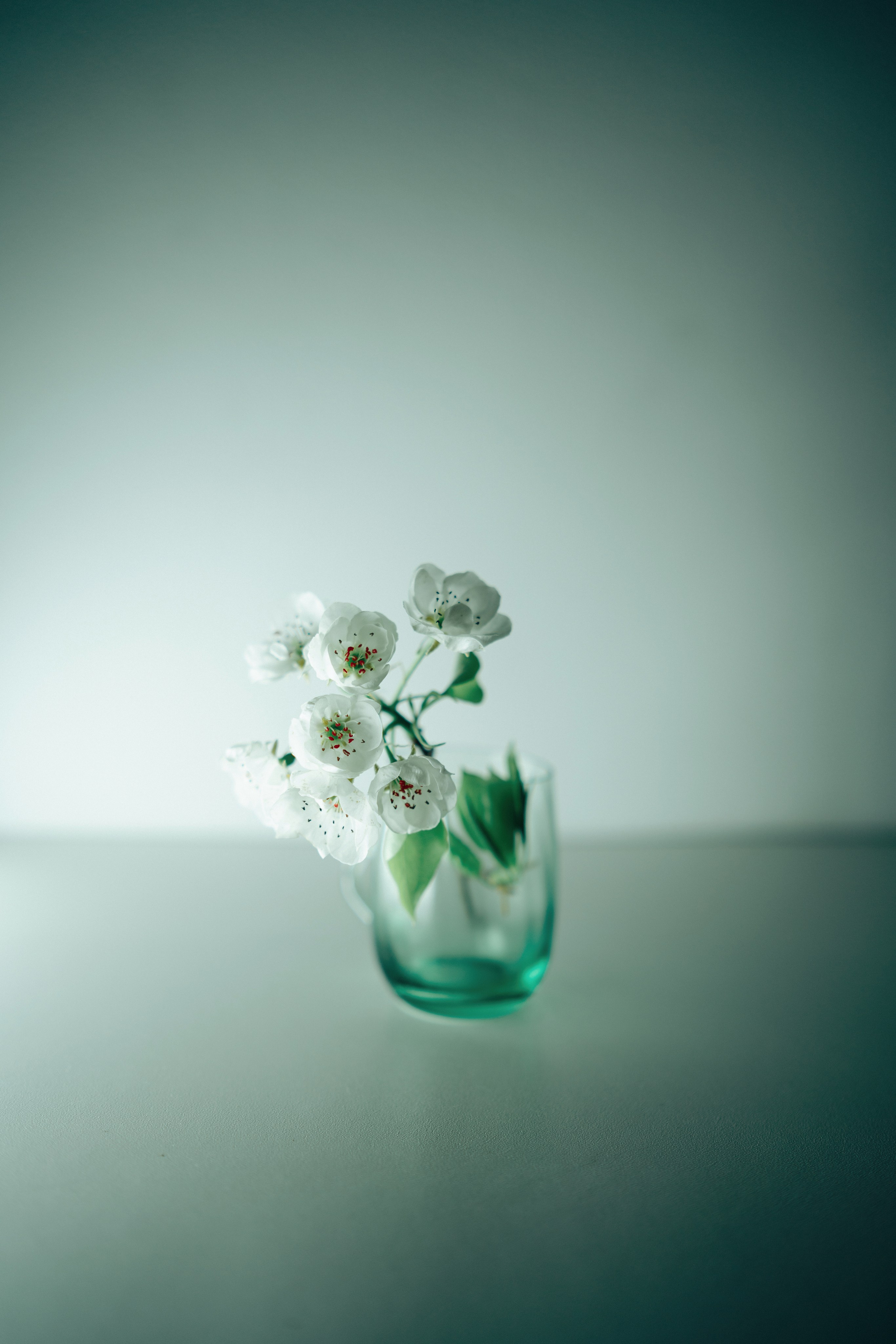 Предметная фотография цветов