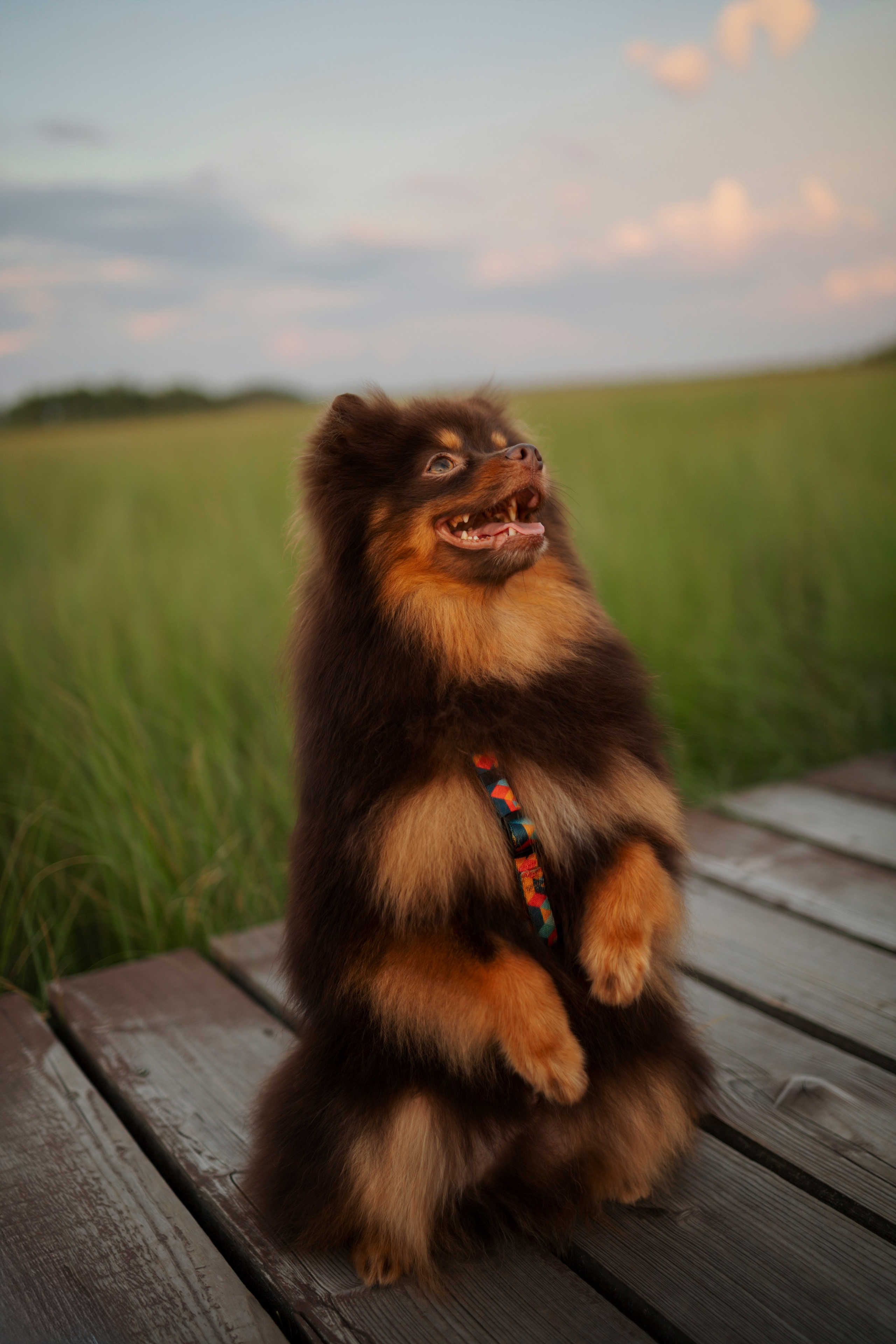 Сапфир и его семья. Фотограф-анималист в Санкт-Петеребурге Титова Алиса