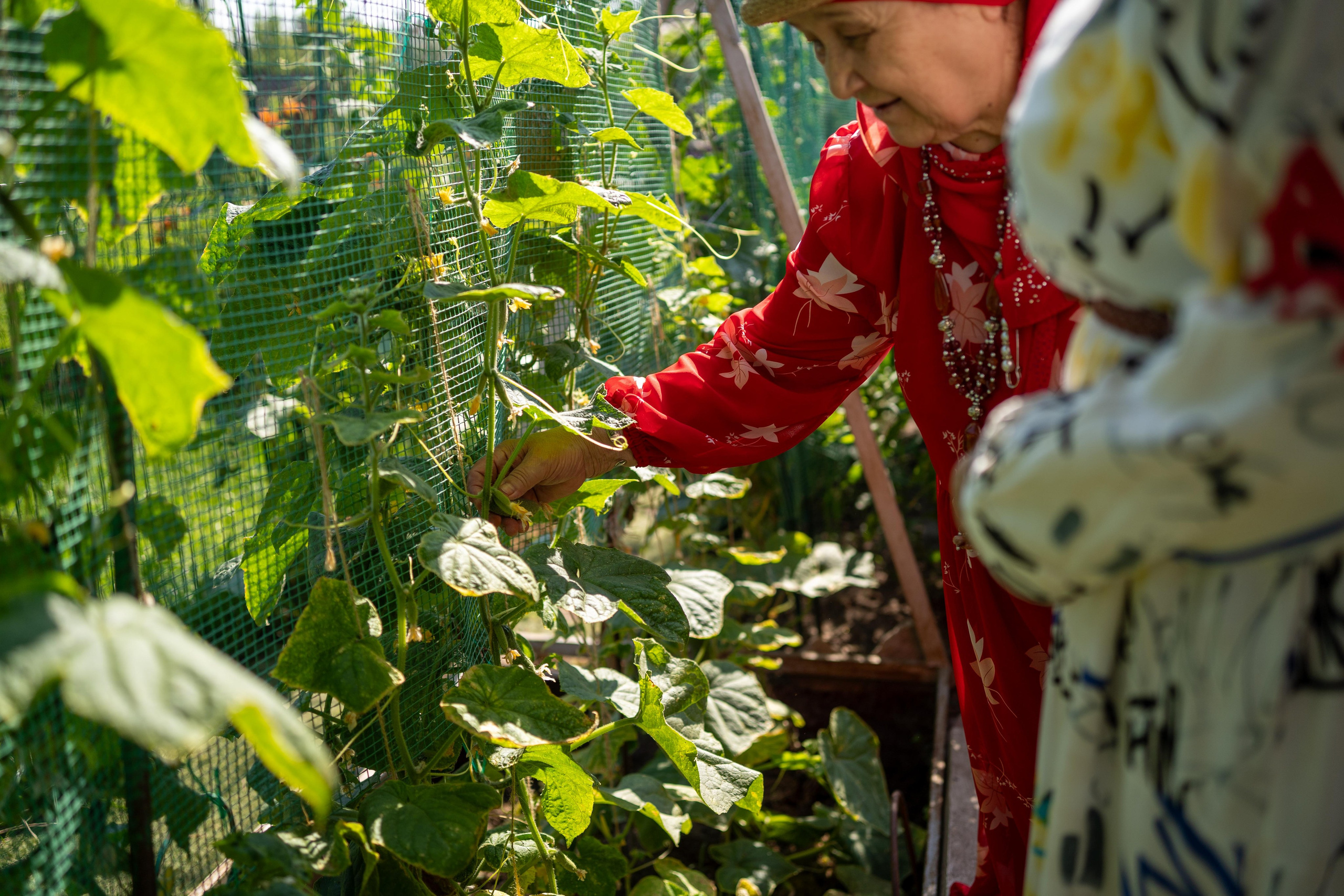 Два раза в день. Румия