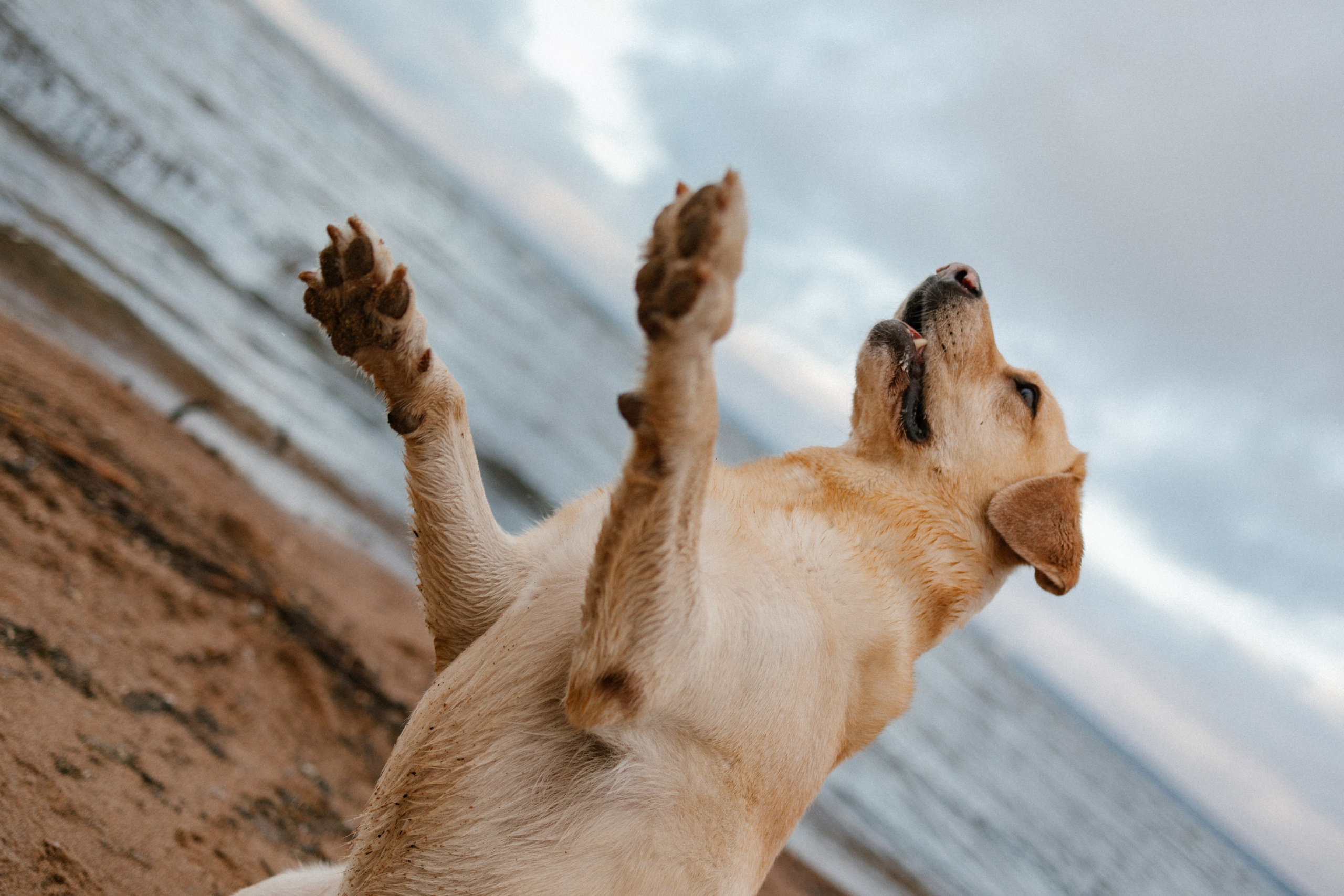 Ирина и Бася. Фотограф — Анималист | Санкт-Петербург