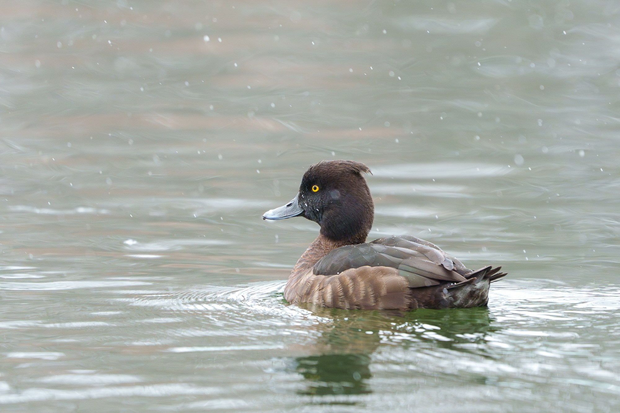 Удивительные мир птиц. Вокруг нас столько прекрасного — присмотритесь!. Ваш личный фотограф Марина Волкова