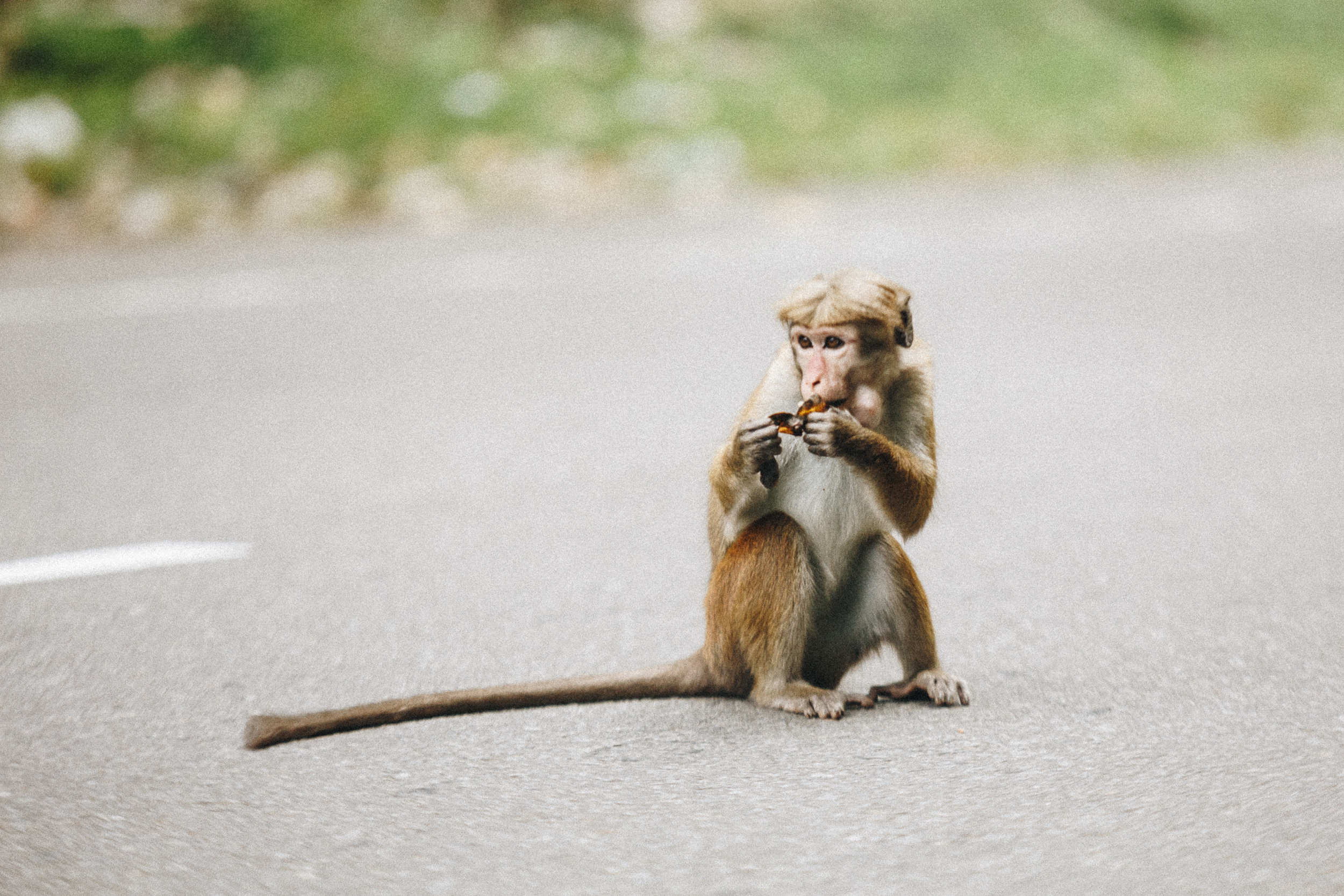 Journey to Ella (Sri Lanka). Marina Kanygina (Fedoseeva) photography