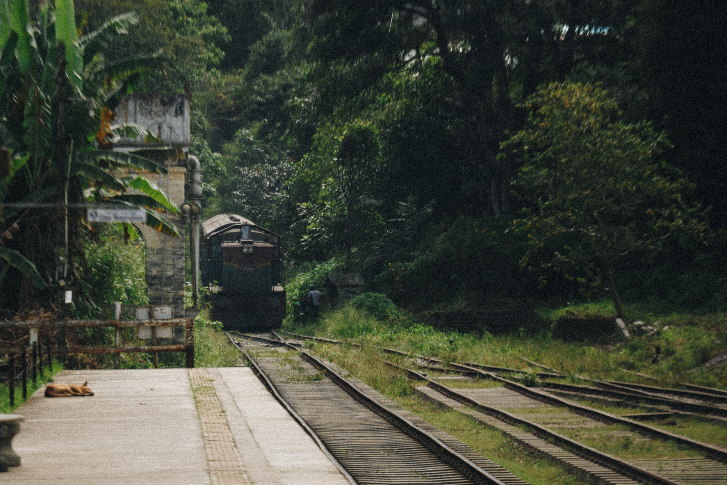 Journey to Ella (Sri Lanka). Marina Kanygina (Fedoseeva) photography