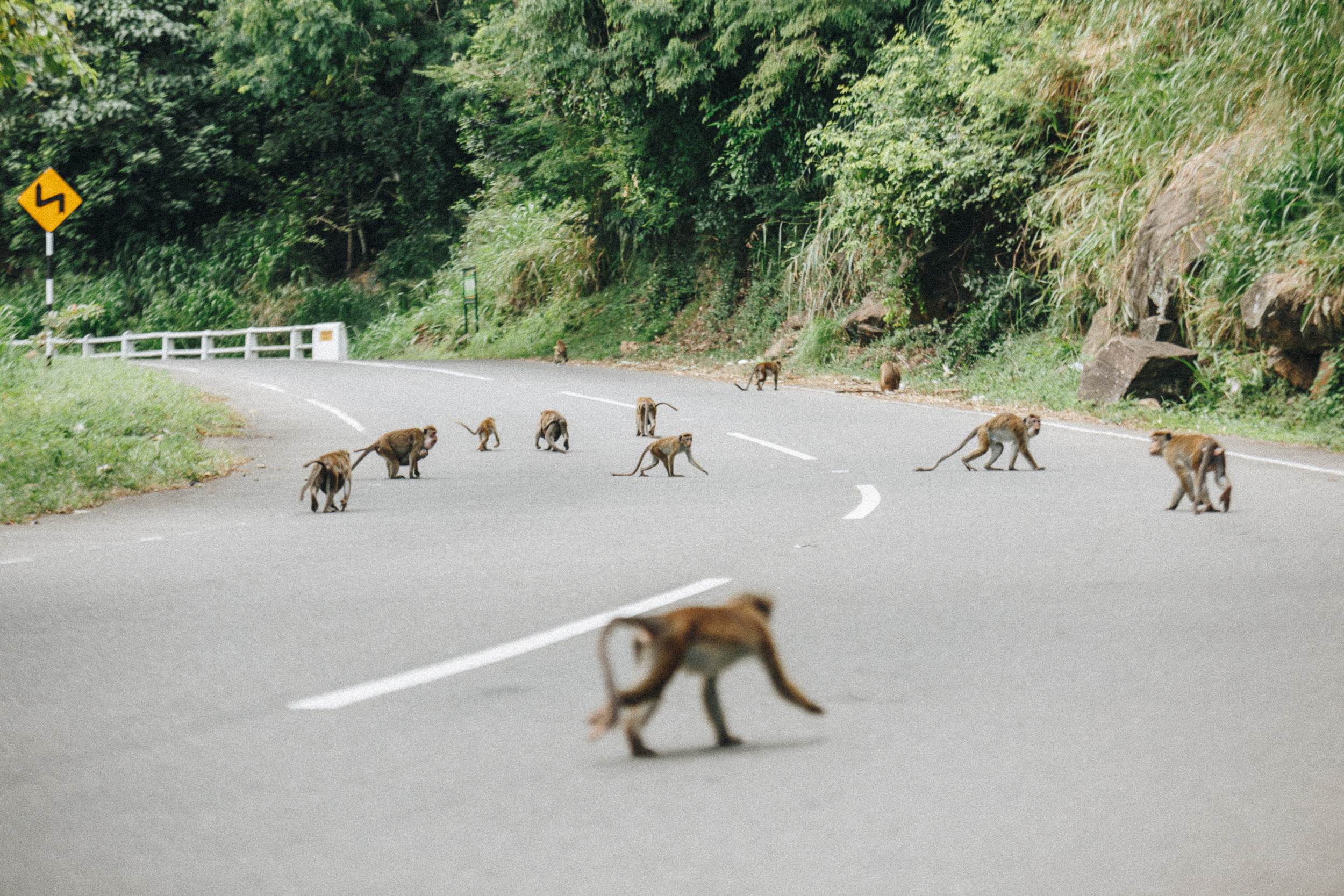 Journey to Ella (Sri Lanka). Marina Kanygina (Fedoseeva) photography