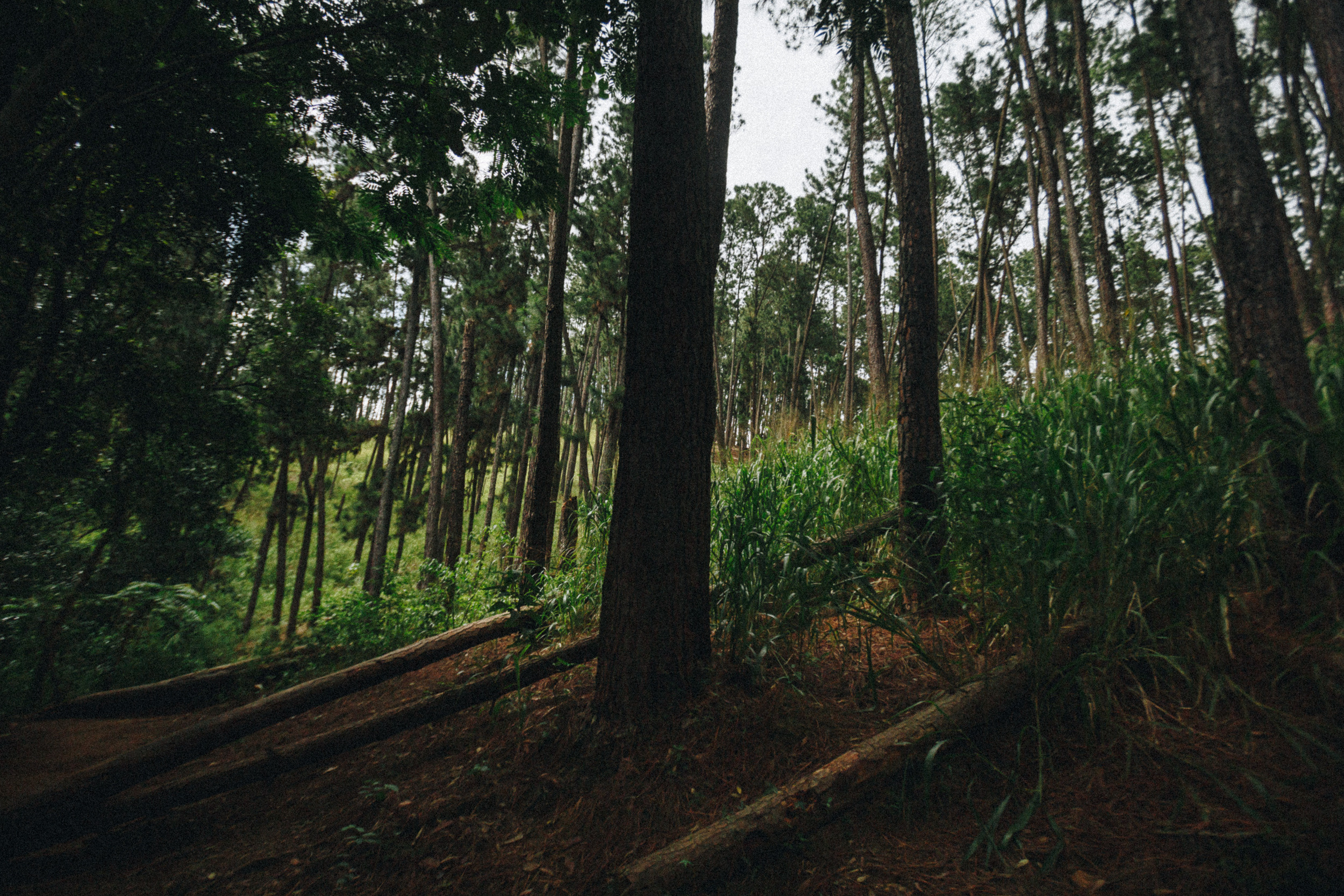 Journey to Ella (Sri Lanka). Marina Kanygina (Fedoseeva) photography