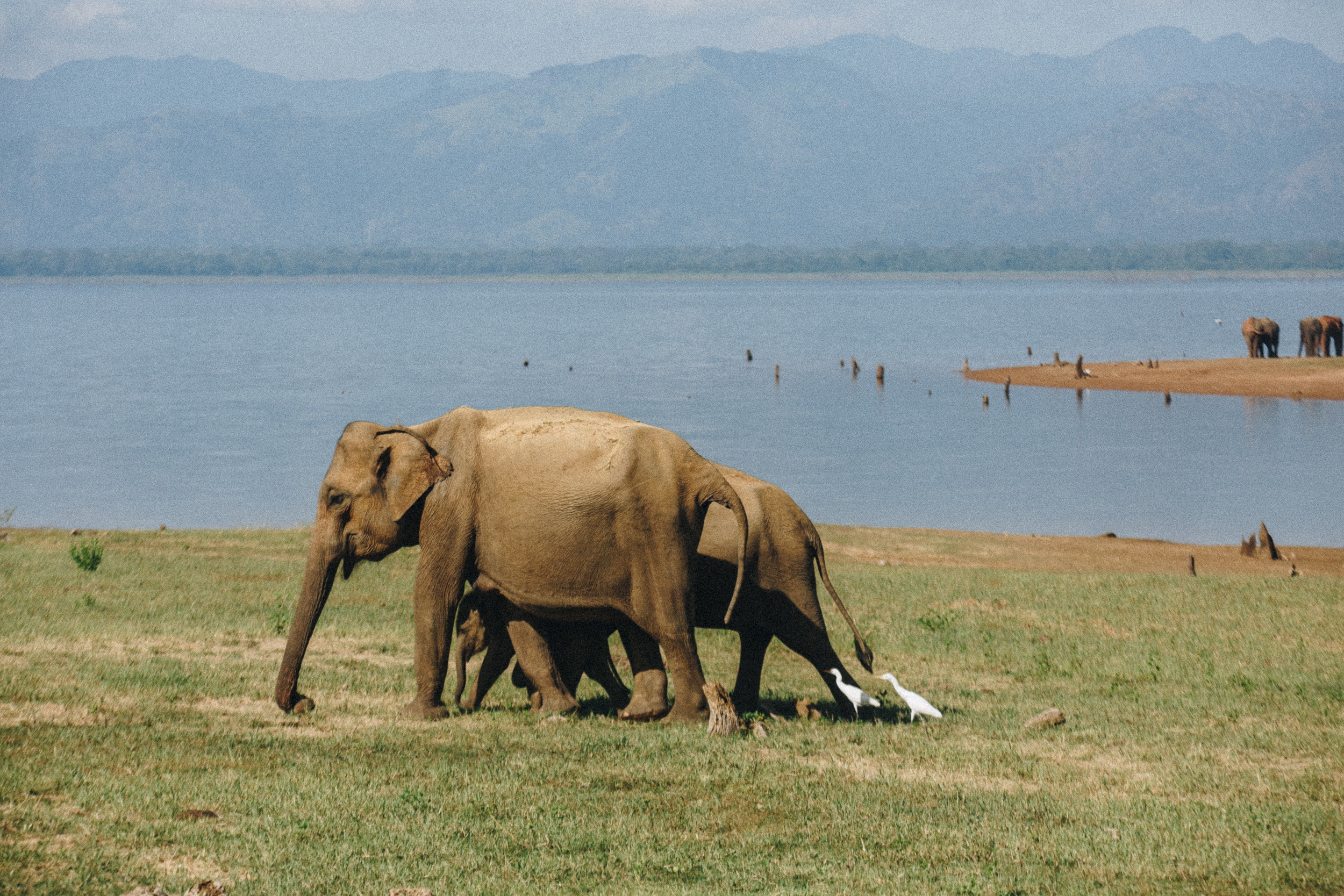 Journey to Ella (Sri Lanka). Marina Kanygina (Fedoseeva) photography