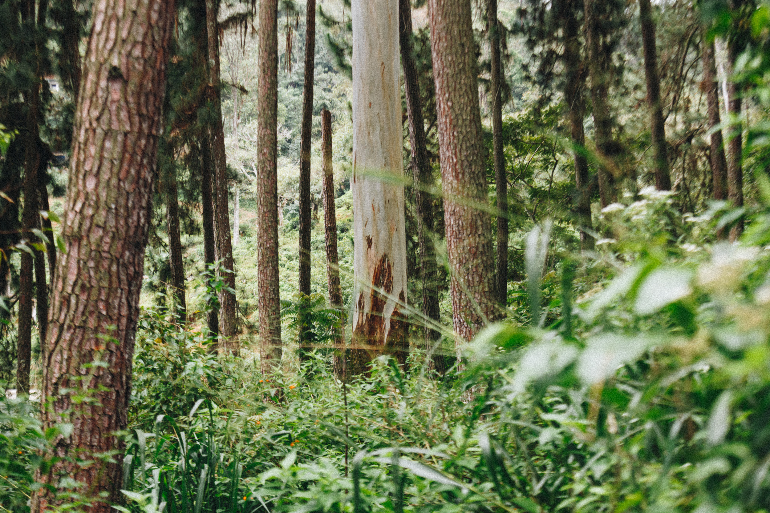 Family trip to Ella (Sri Lanka). Marina Kanygina (Fedoseeva) photography