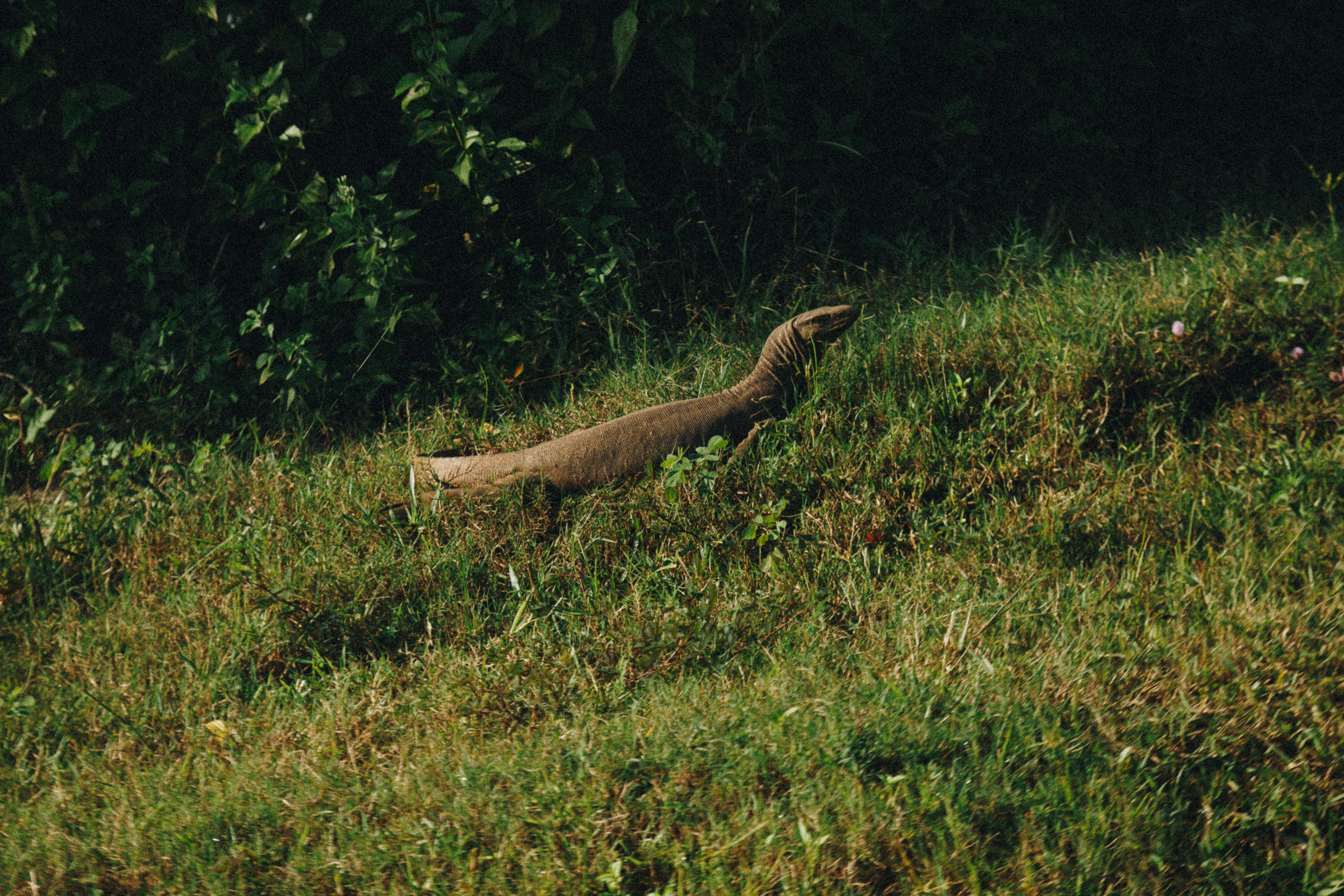 Journey to Ella (Sri Lanka). Marina Kanygina (Fedoseeva) photography
