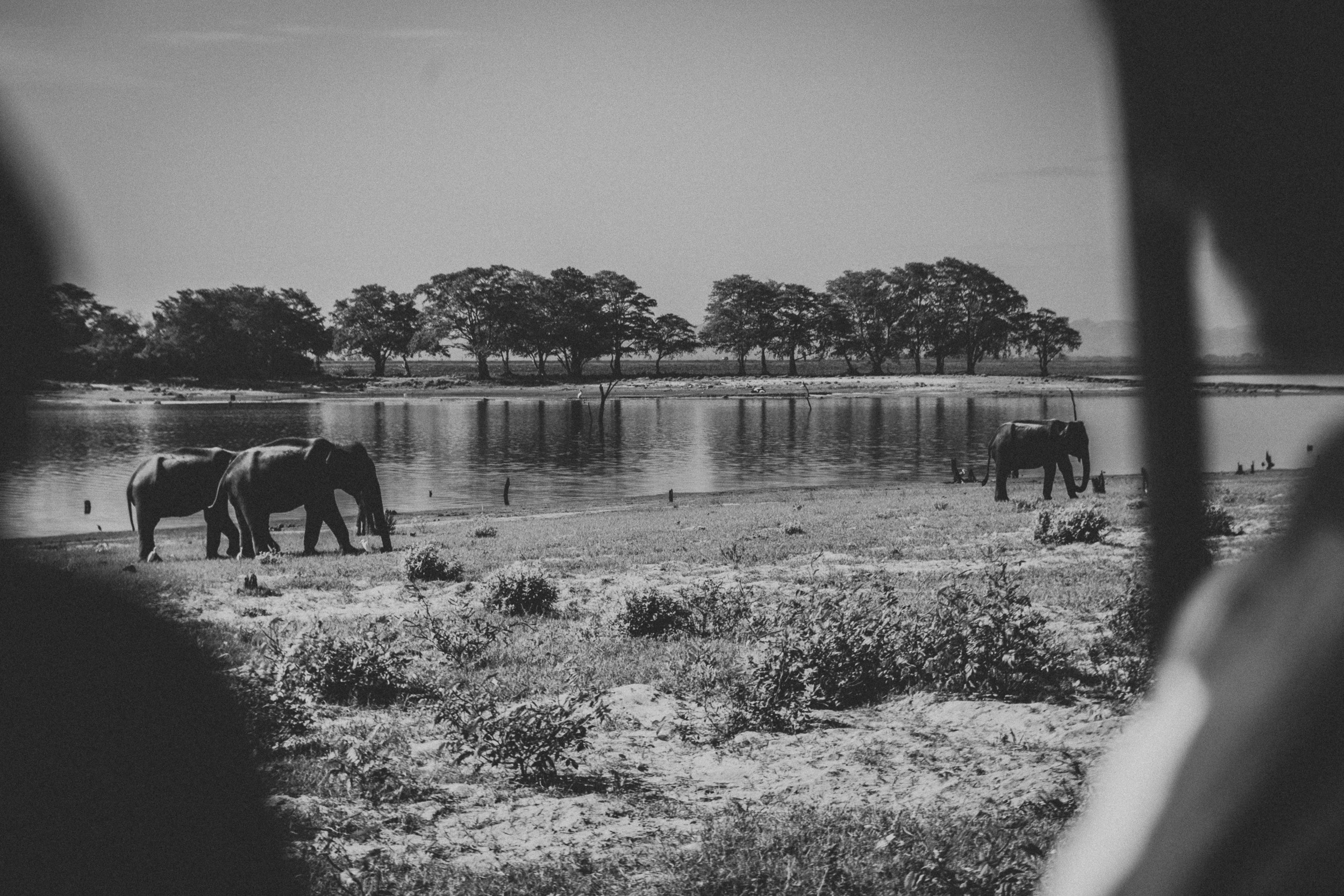 Journey to Ella (Sri Lanka). Marina Kanygina (Fedoseeva) photography