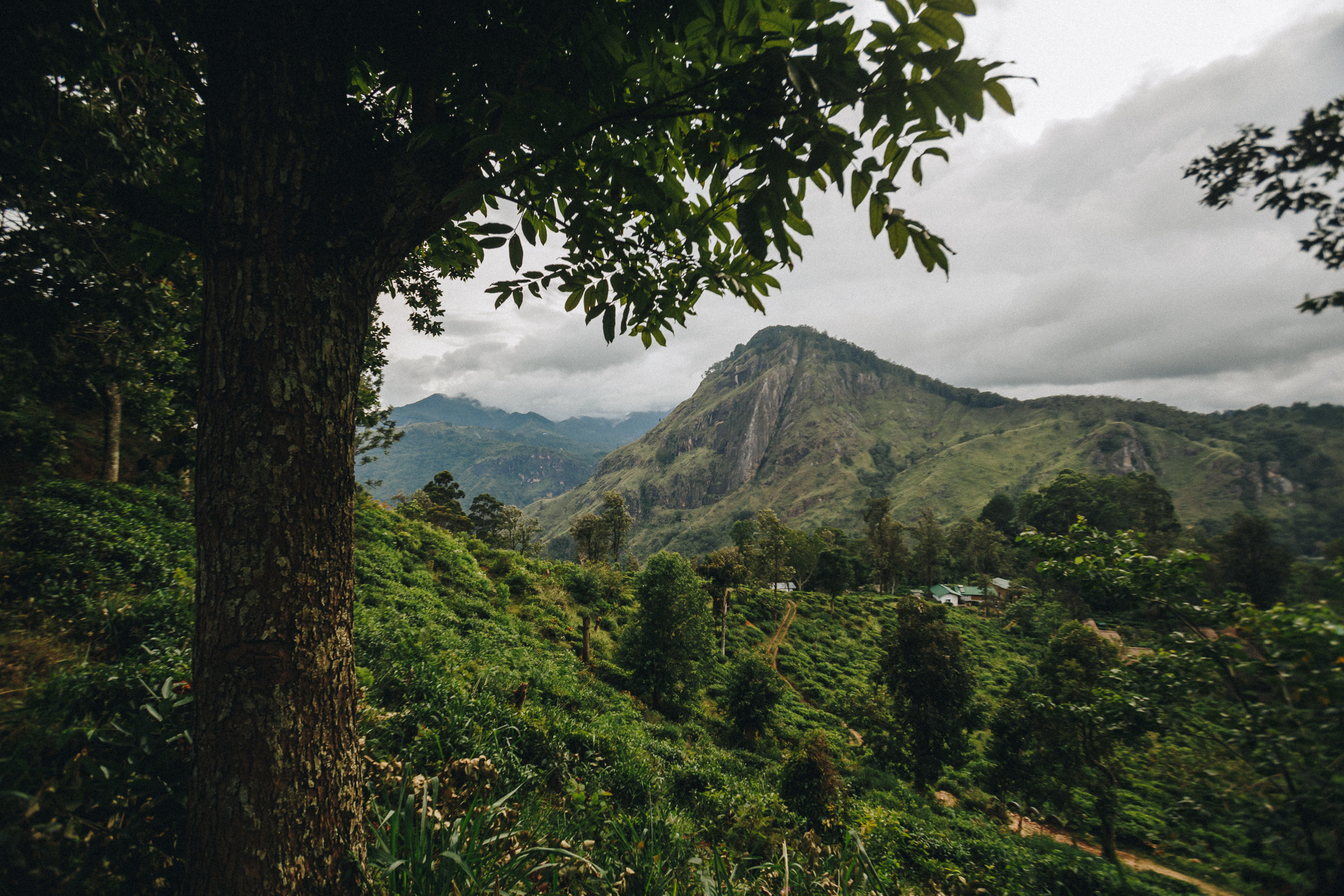Family trip to Ella (Sri Lanka). Marina Kanygina (Fedoseeva) photography