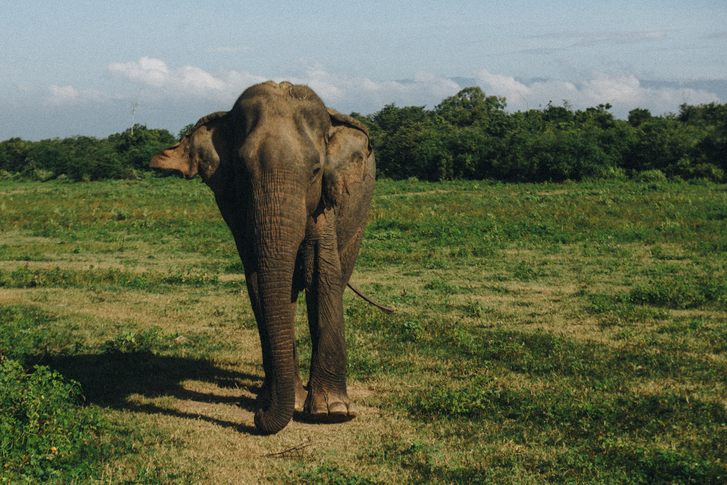 Journey to Ella (Sri Lanka). Marina Kanygina (Fedoseeva) photography
