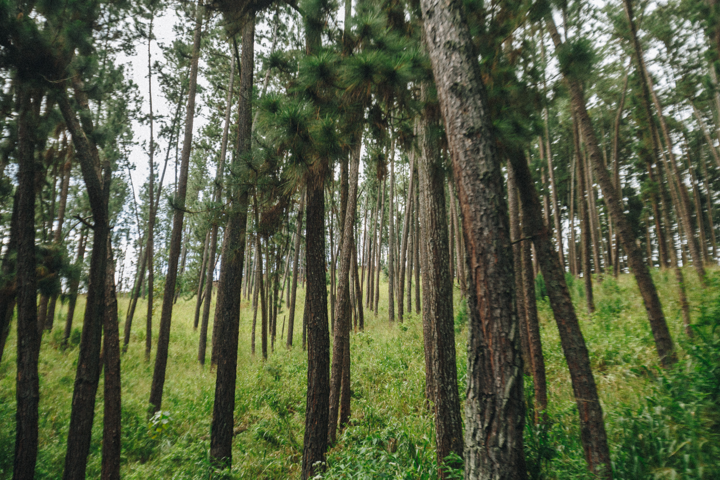 Journey to Ella (Sri Lanka). Marina Kanygina (Fedoseeva) photography