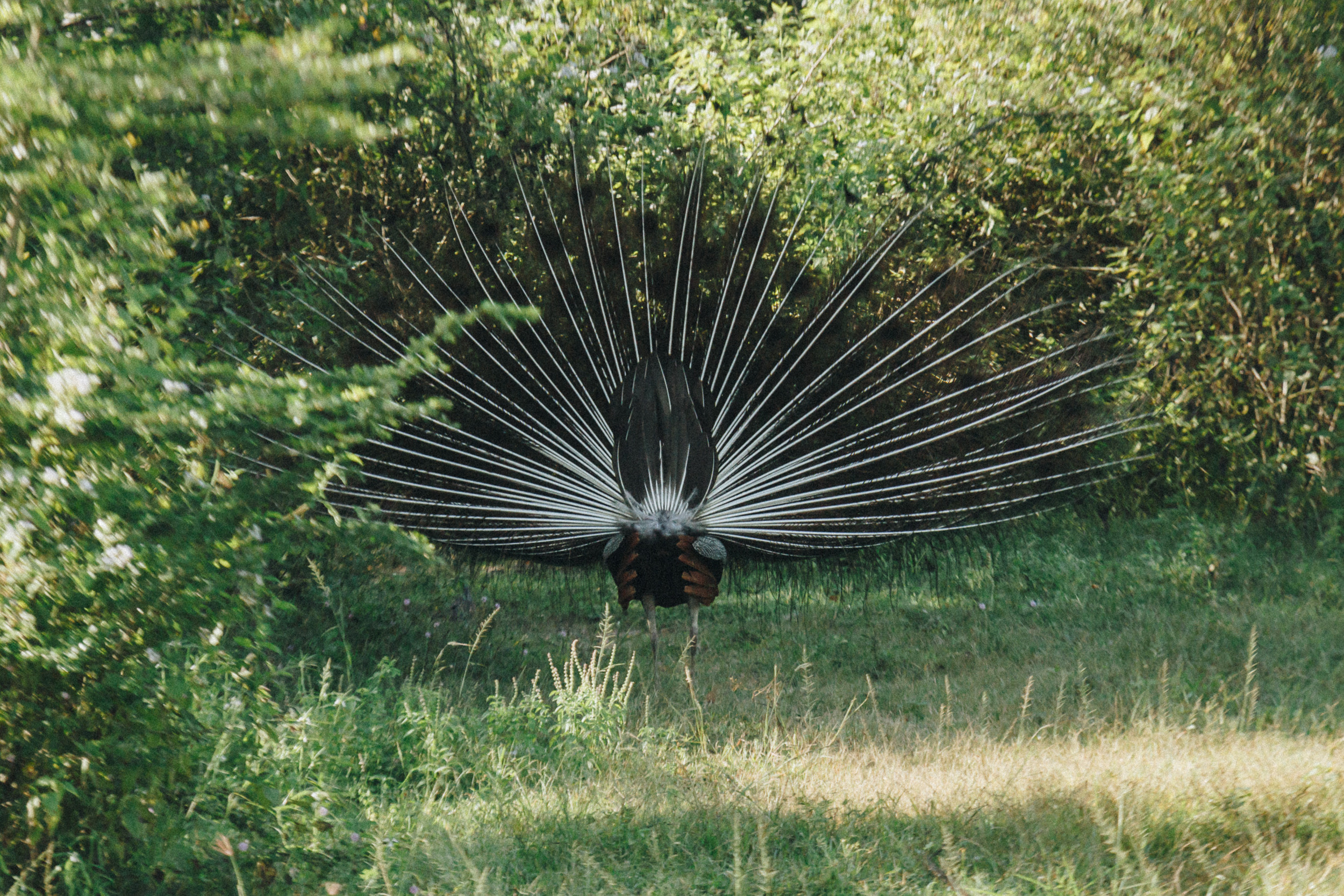 Family trip to Ella (Sri Lanka). Marina Kanygina (Fedoseeva) photography