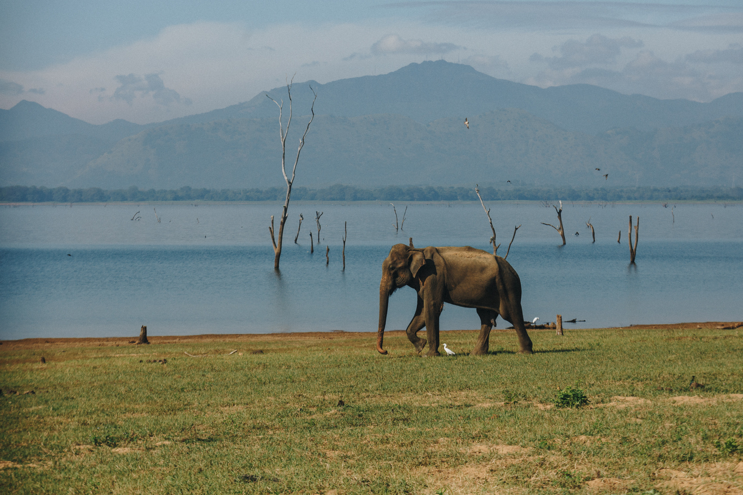 Family trip to Ella (Sri Lanka). Marina Kanygina (Fedoseeva) photography