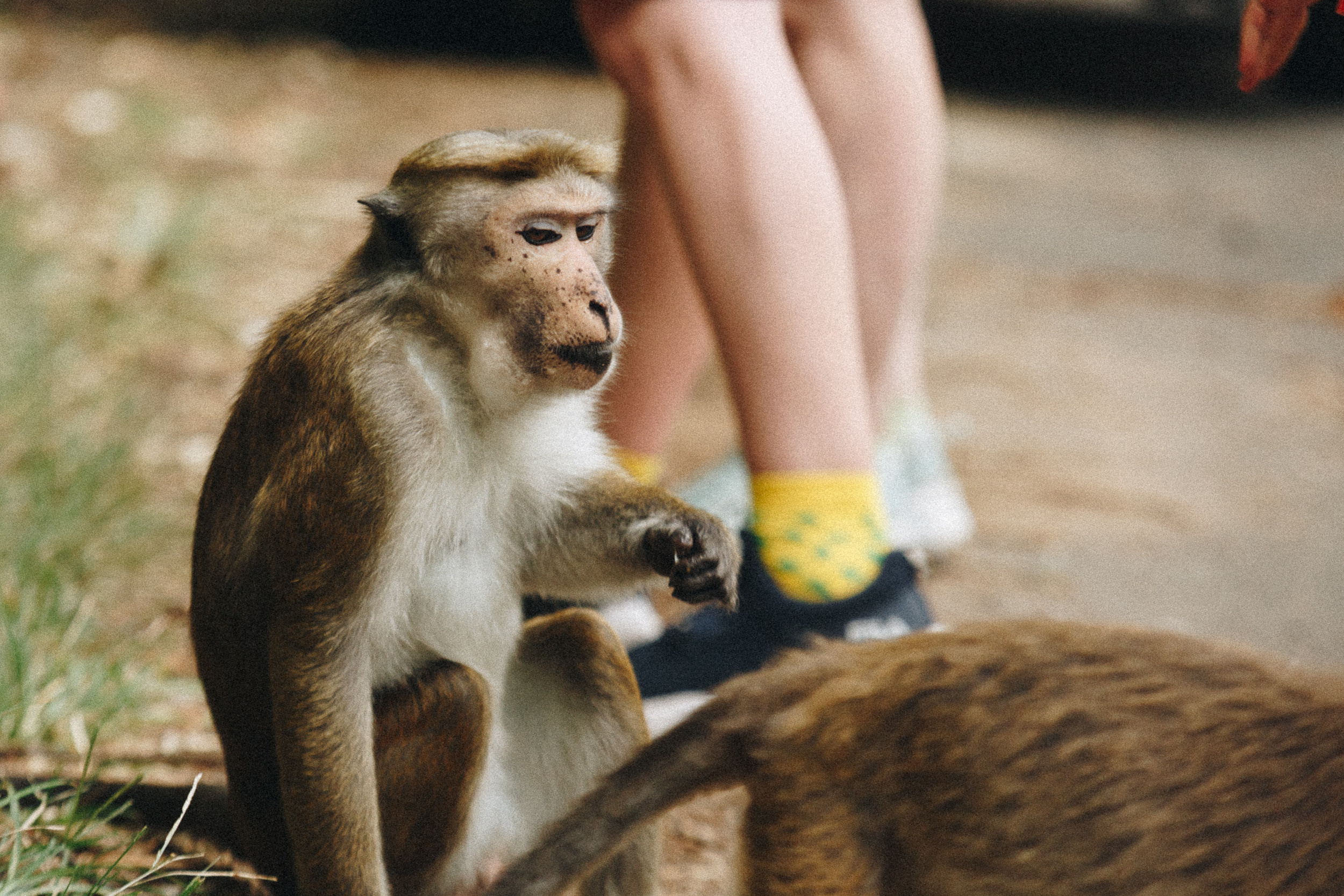 Family trip to Ella (Sri Lanka). Marina Kanygina (Fedoseeva) photography