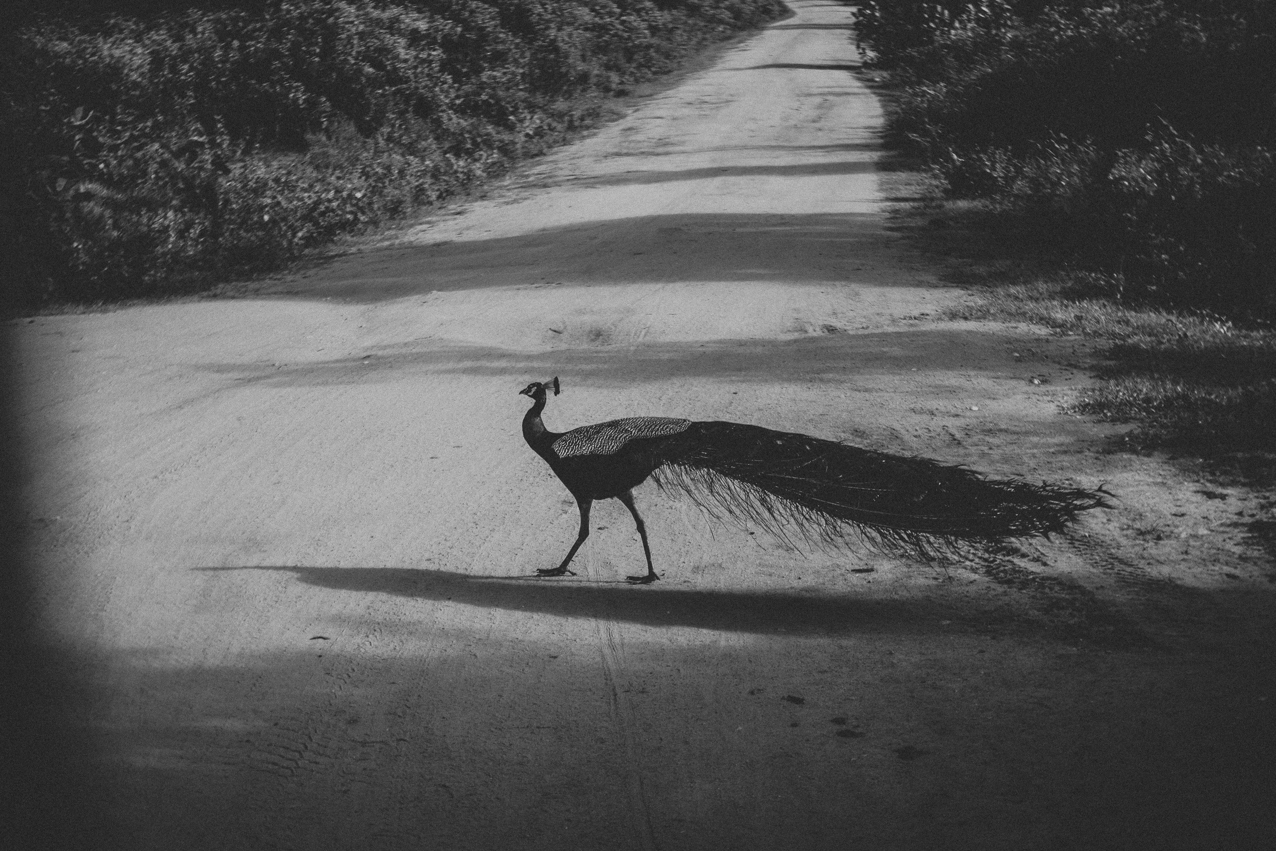 Journey to Ella (Sri Lanka). Marina Kanygina (Fedoseeva) photography