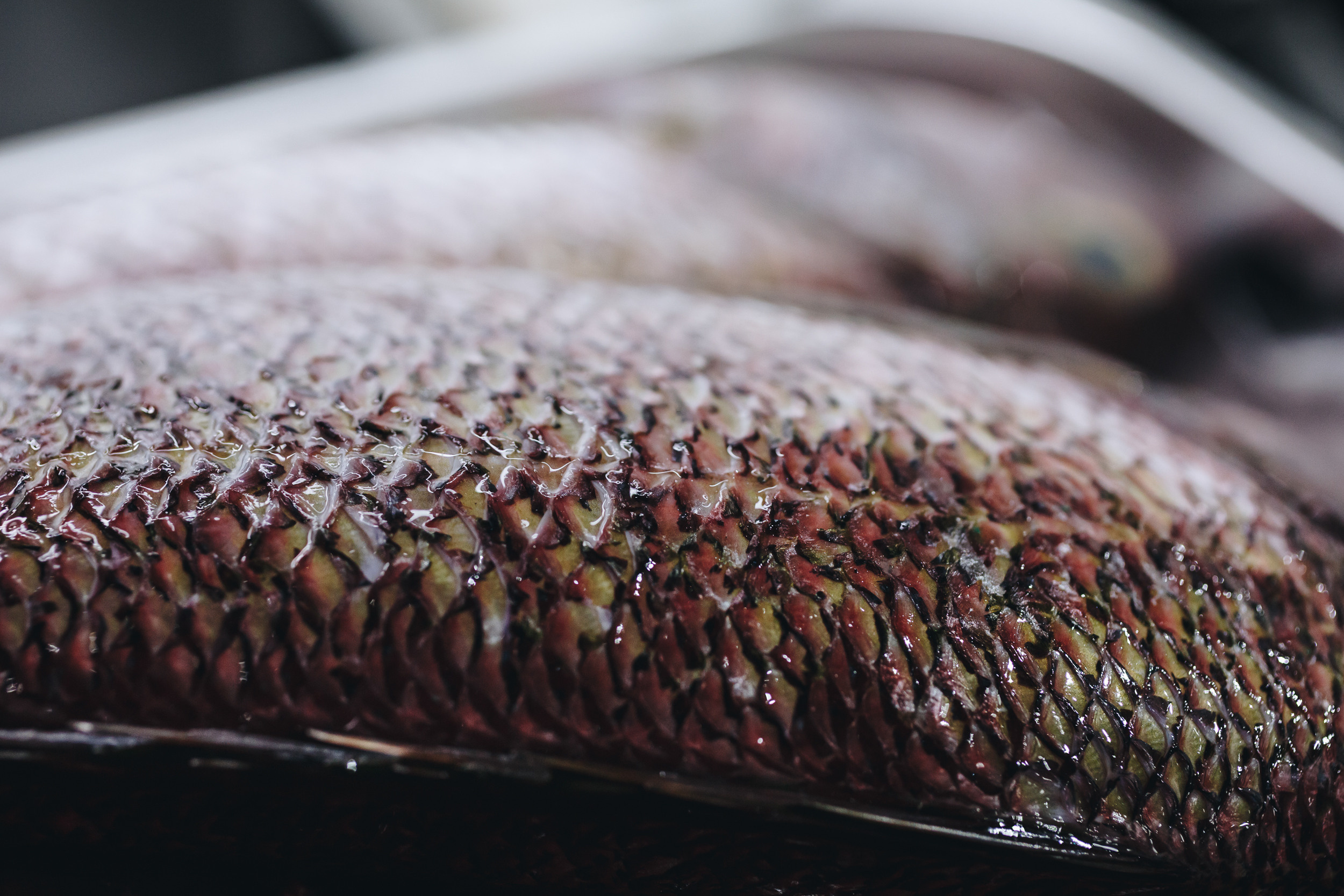 Ресторан KAIYO Sushi Bar (Шри-Ланка). Фотограф Марина Каныгина (Федосеева)