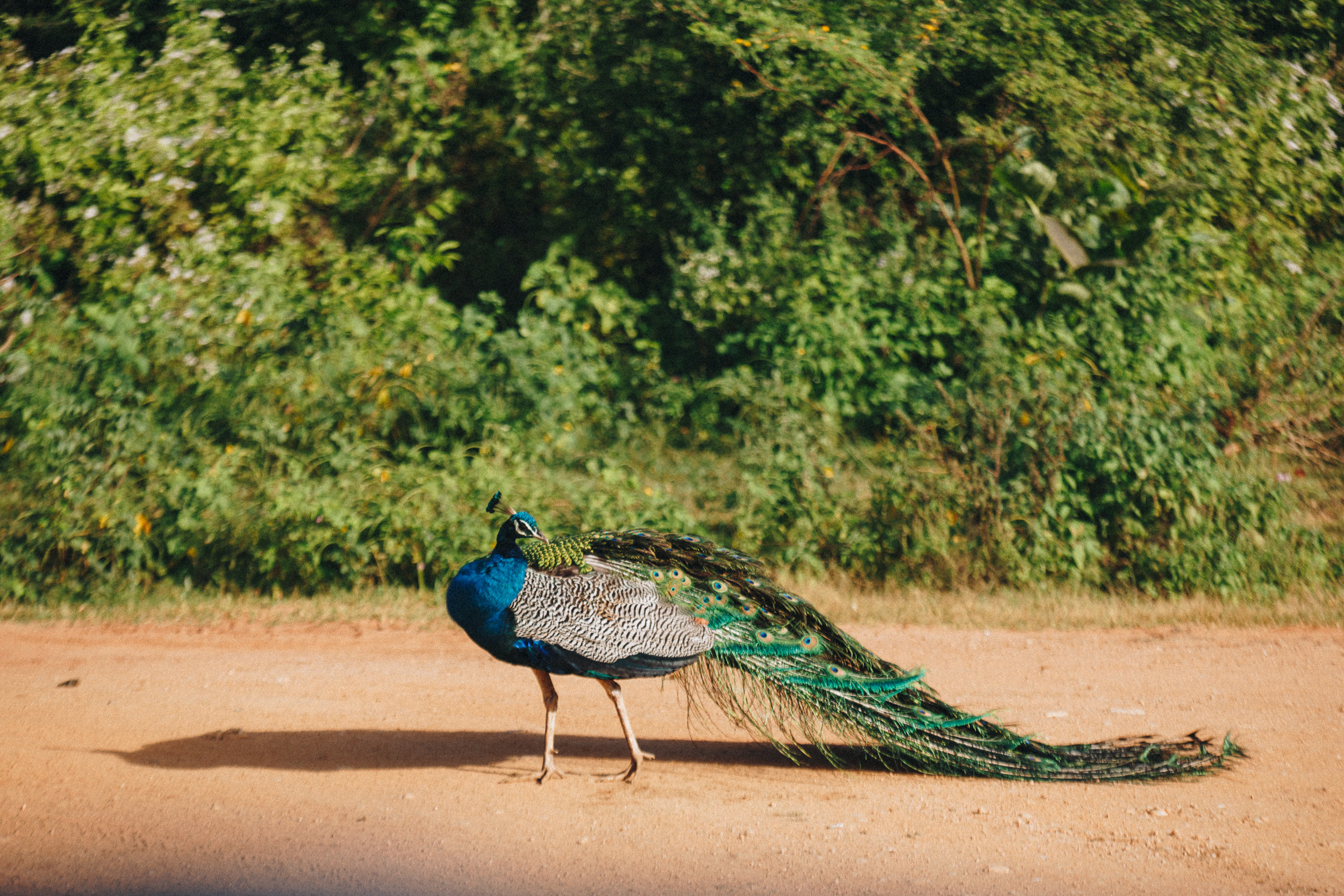 Journey to Ella (Sri Lanka). Marina Kanygina (Fedoseeva) photography