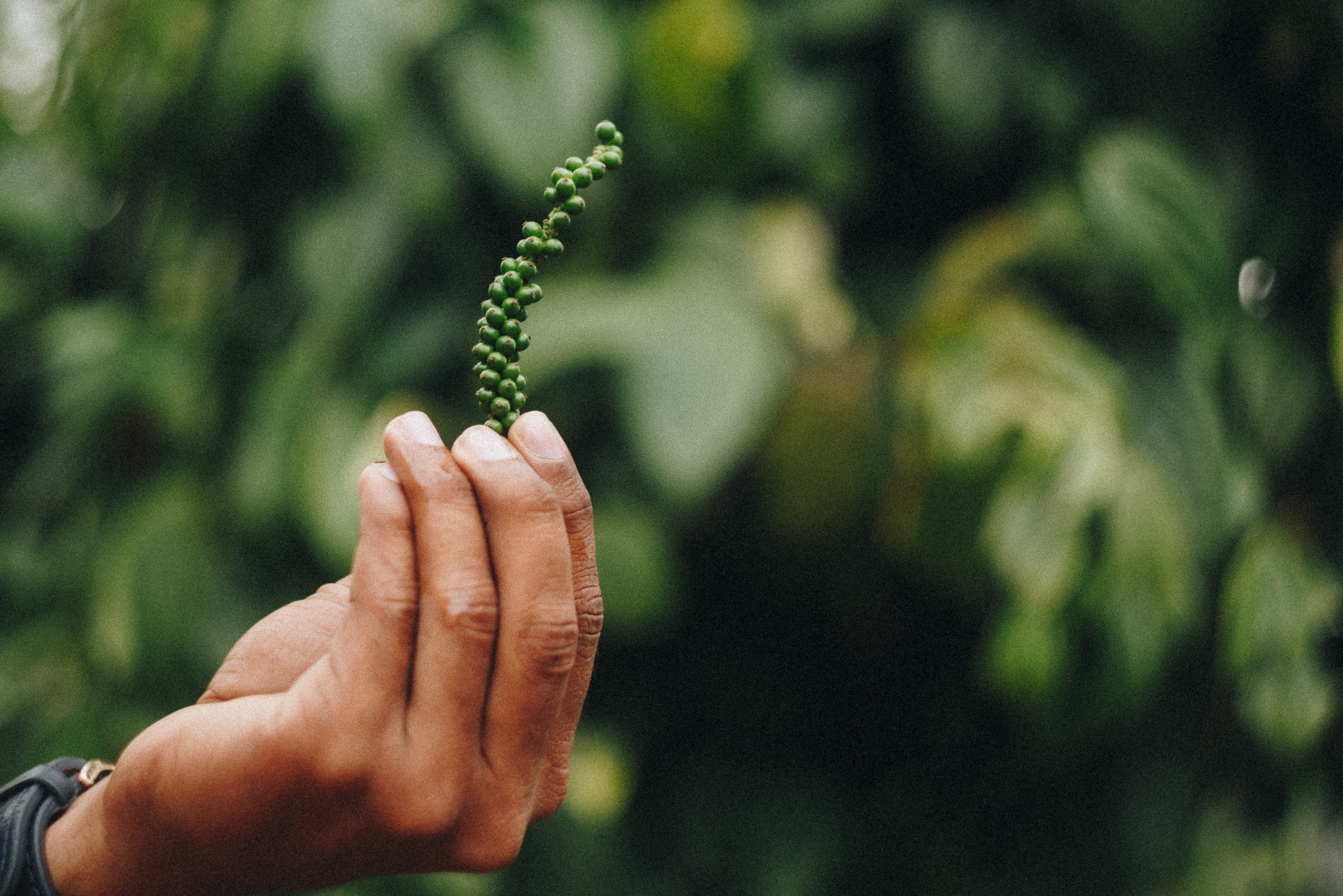 Journey to Ella (Sri Lanka). Marina Kanygina (Fedoseeva) photography