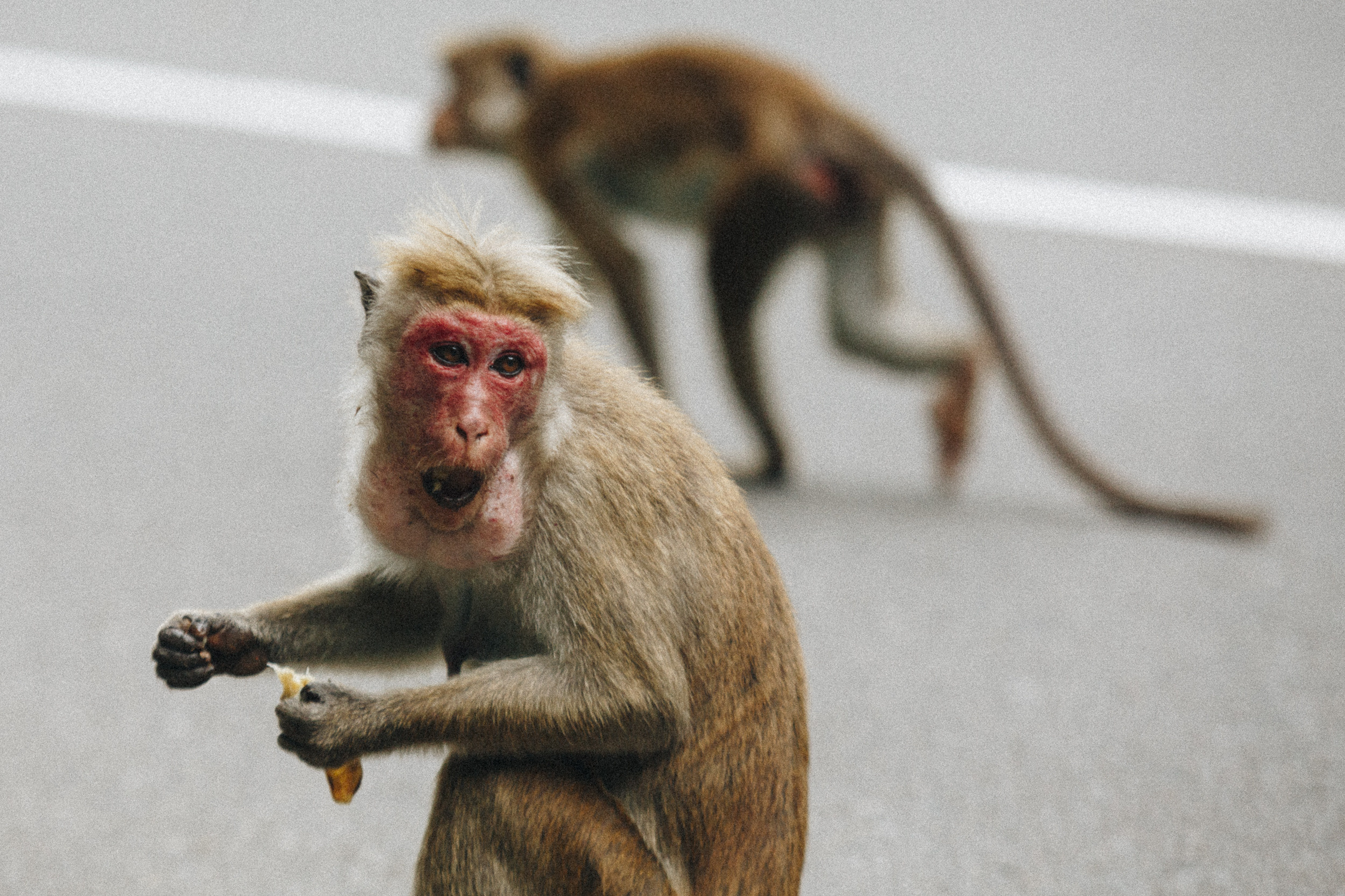 Journey to Ella (Sri Lanka). Marina Kanygina (Fedoseeva) photography