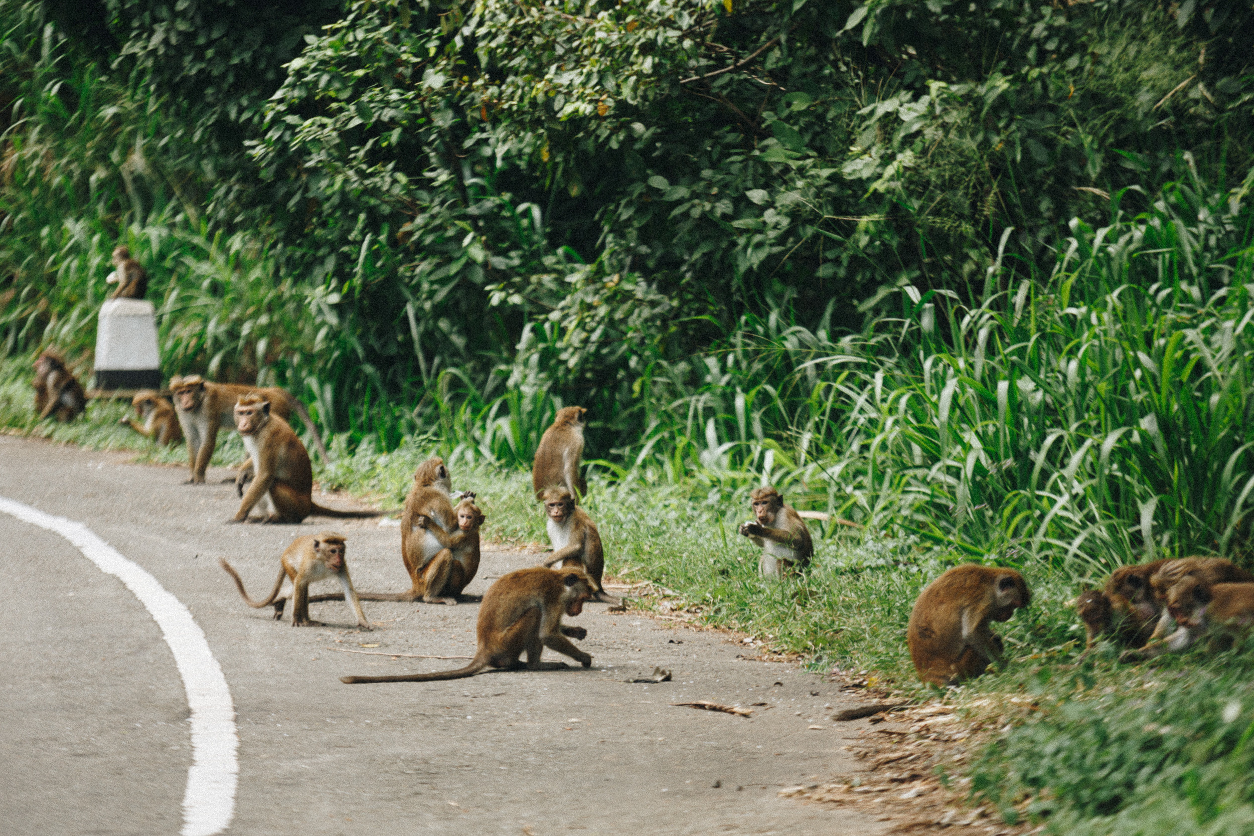 Journey to Ella (Sri Lanka). Marina Kanygina (Fedoseeva) photography