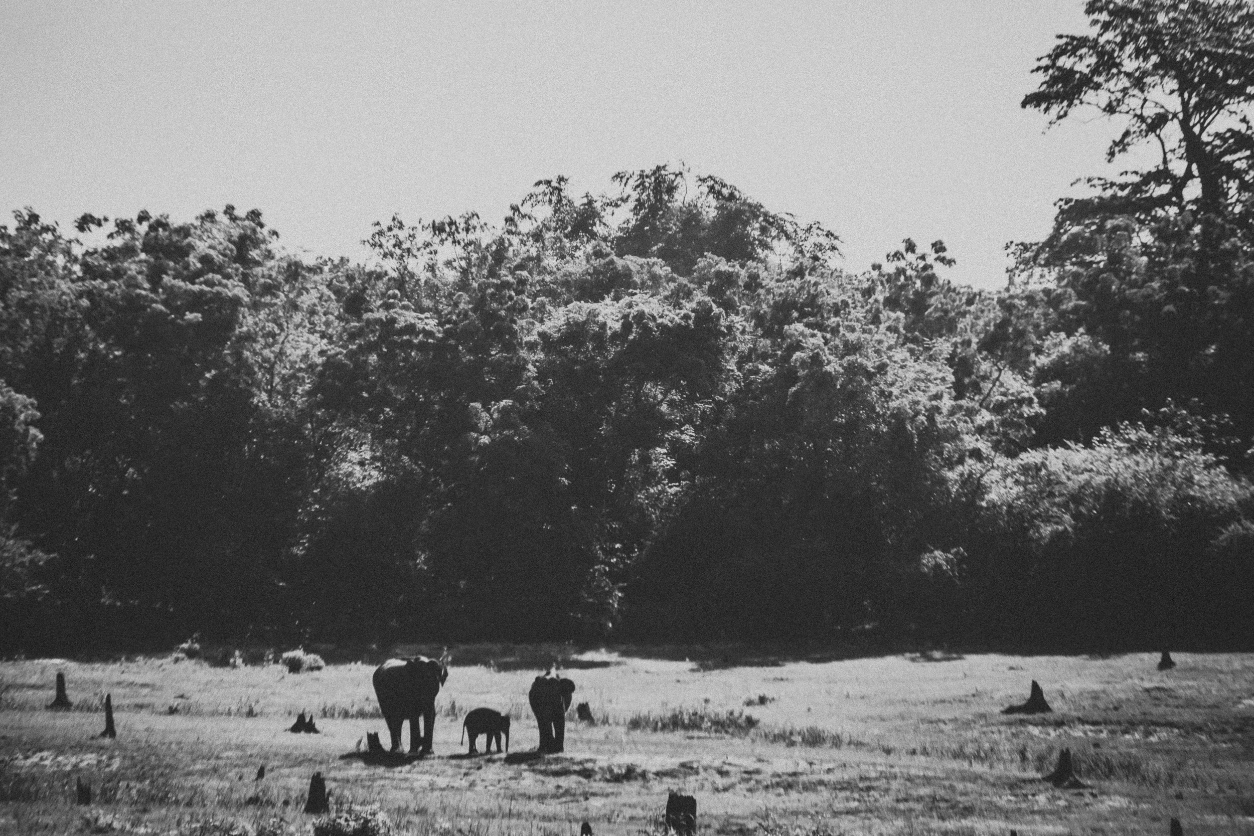 Journey to Ella (Sri Lanka). Marina Kanygina (Fedoseeva) photography