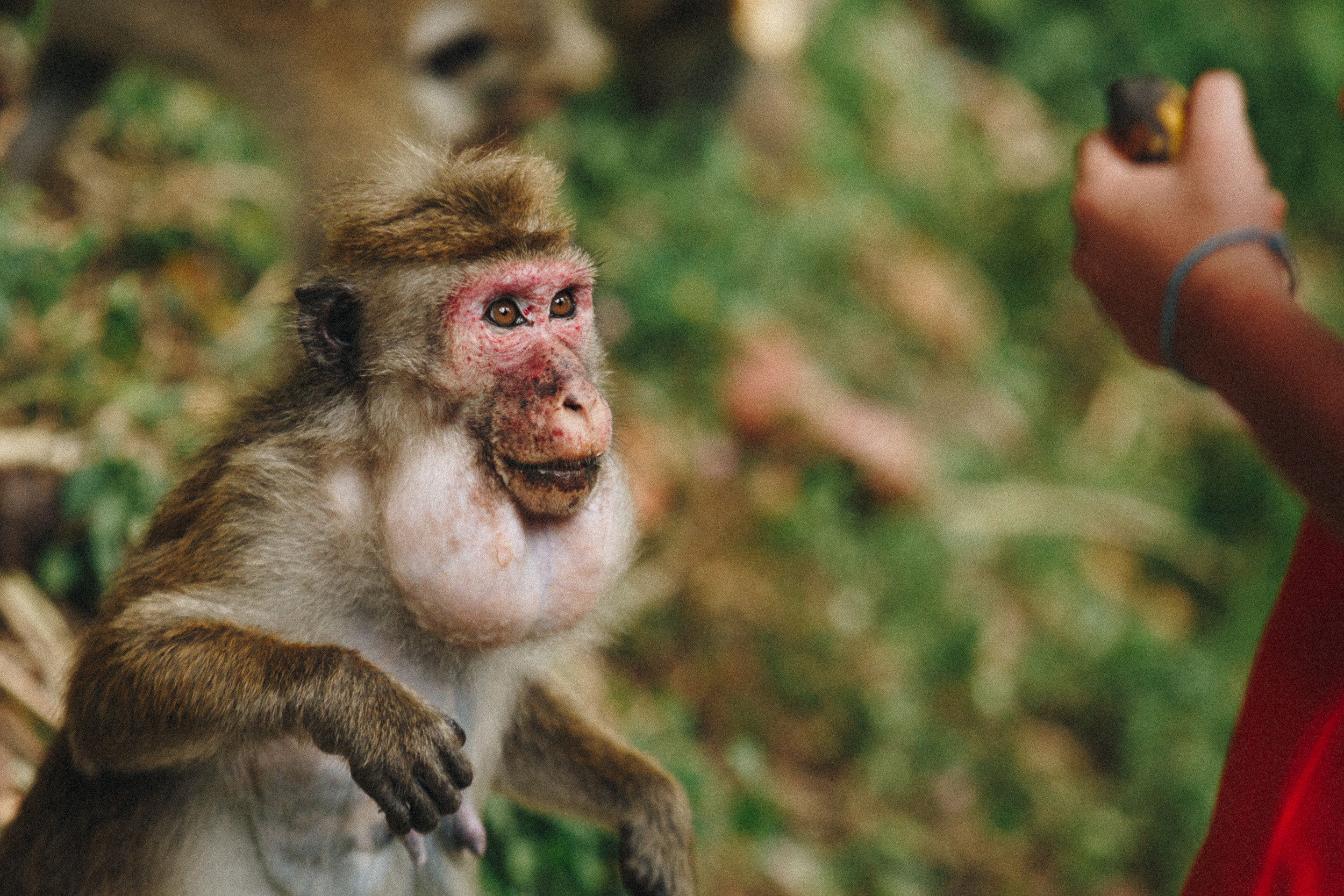 Journey to Ella (Sri Lanka). Marina Kanygina (Fedoseeva) photography