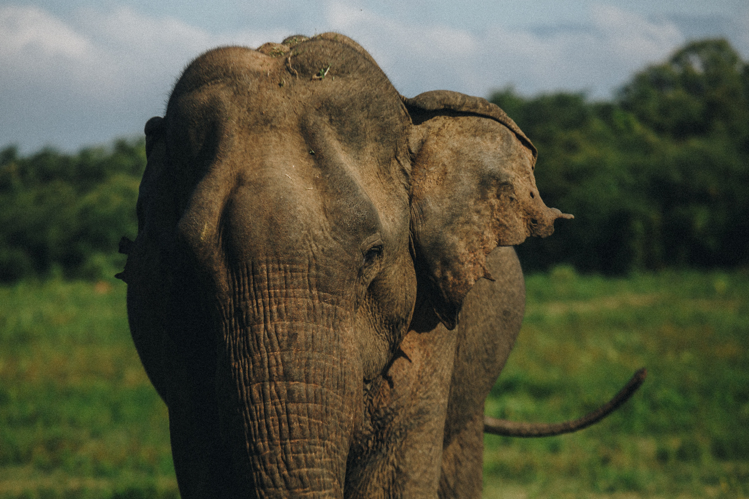Family trip to Ella (Sri Lanka). Marina Kanygina (Fedoseeva) photography