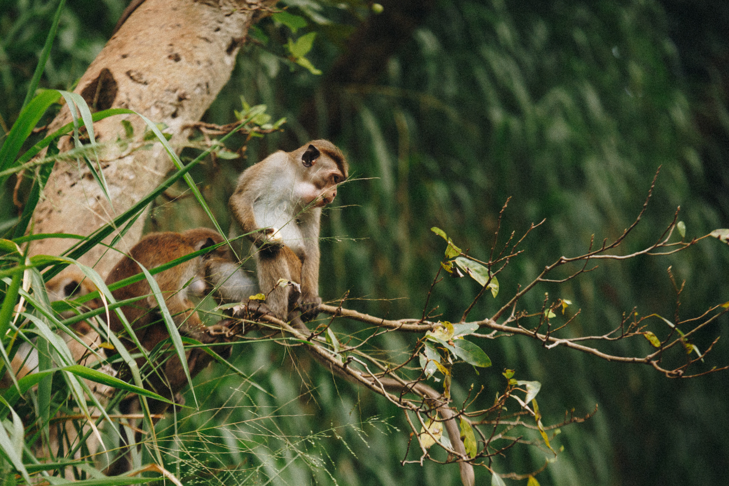 Journey to Ella (Sri Lanka). Marina Kanygina (Fedoseeva) photography