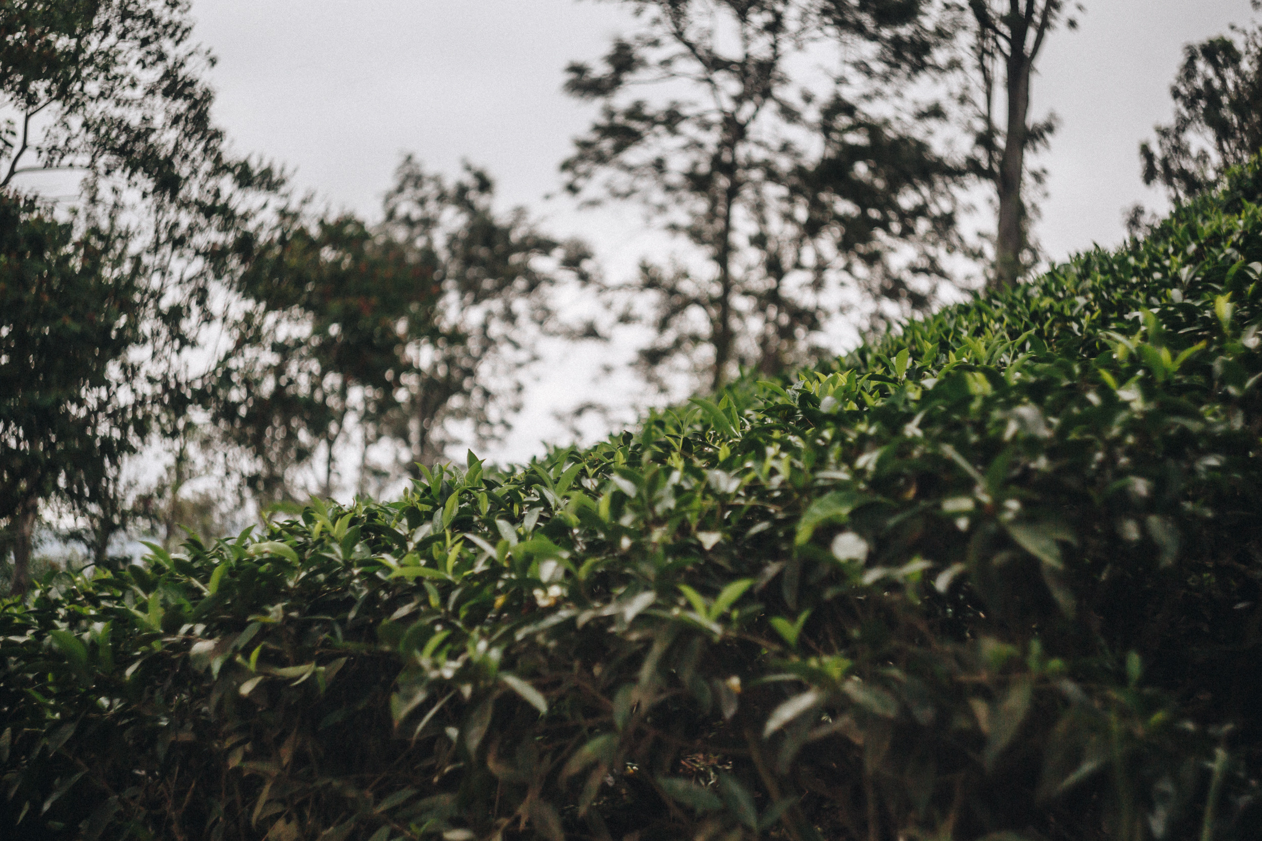 Journey to Ella (Sri Lanka). Marina Kanygina (Fedoseeva) photography