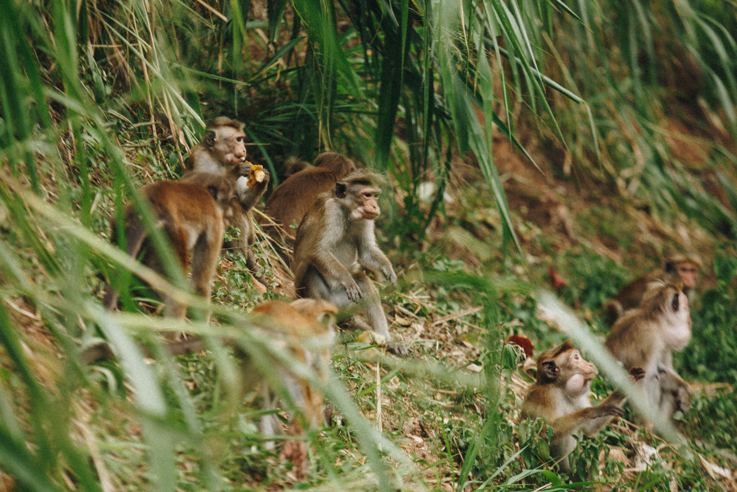 Family trip to Ella (Sri Lanka). Marina Kanygina (Fedoseeva) photography