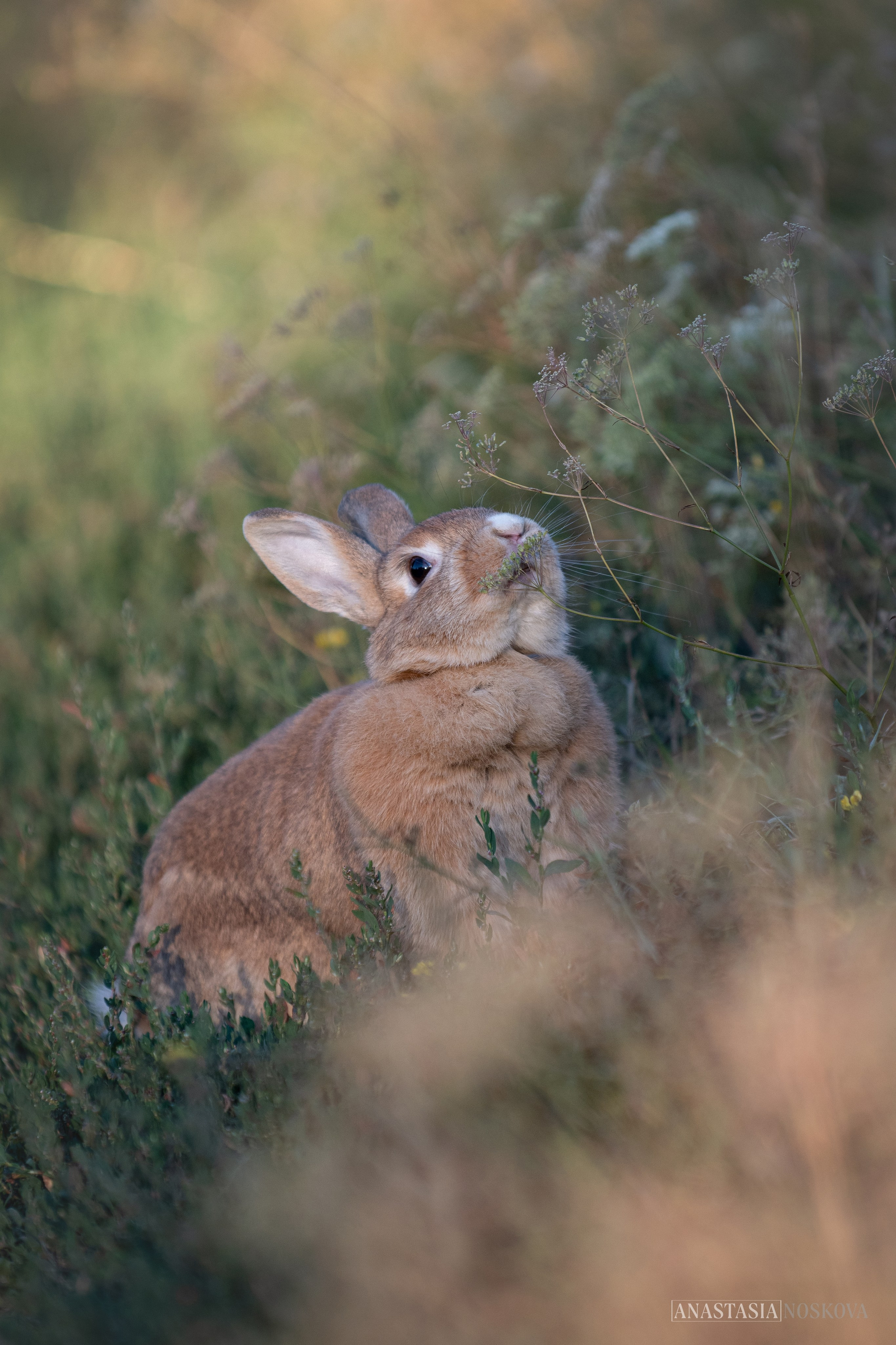 Елена и Персик