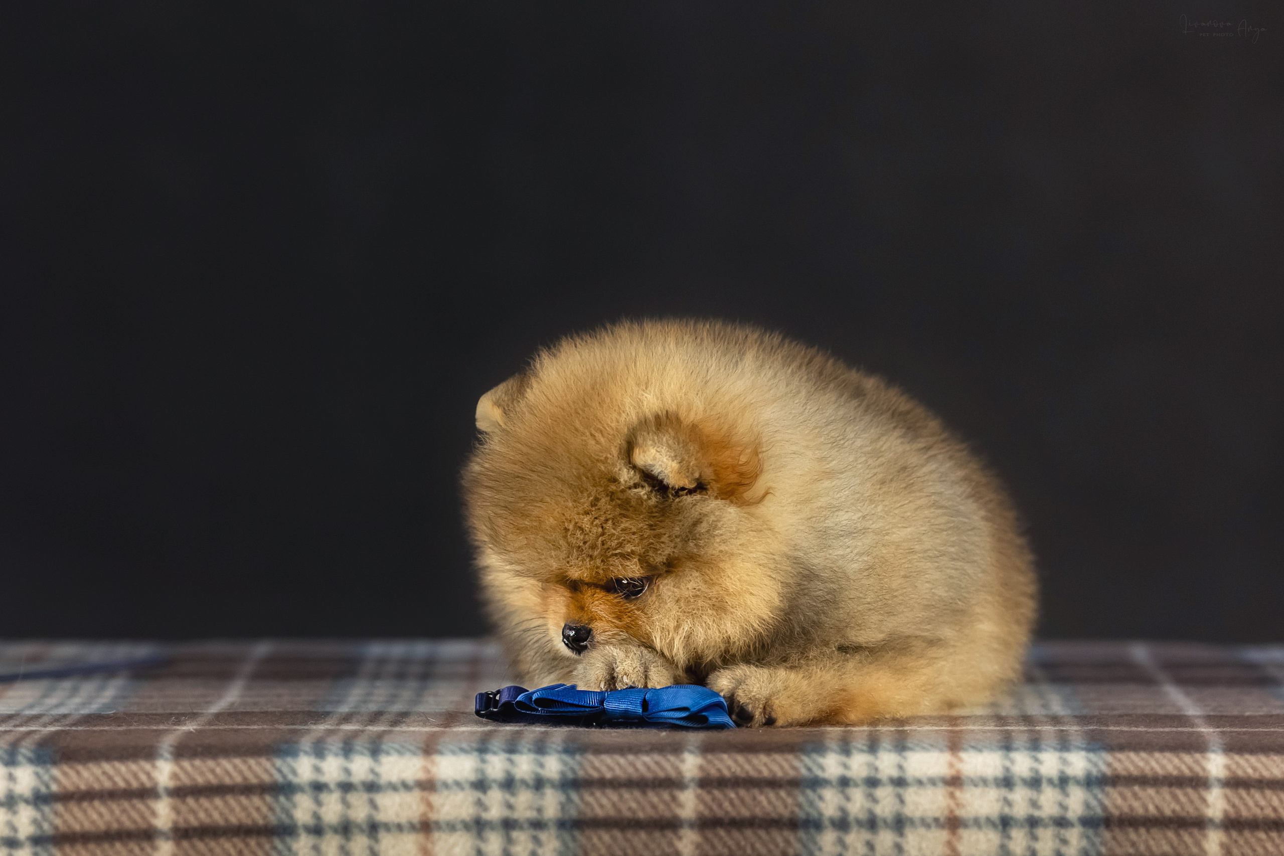 Шпикачки. Фотограф анималист Аня Ливанова | Рыбинск