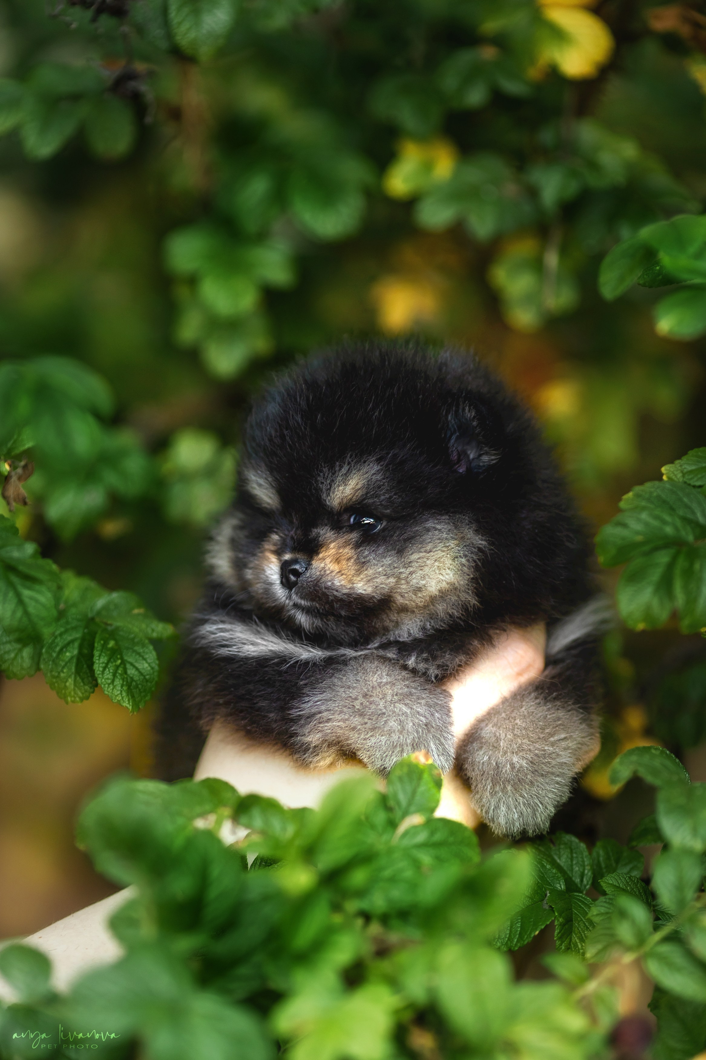 Шпицы. Фотограф анималист Аня Ливанова | Рыбинск