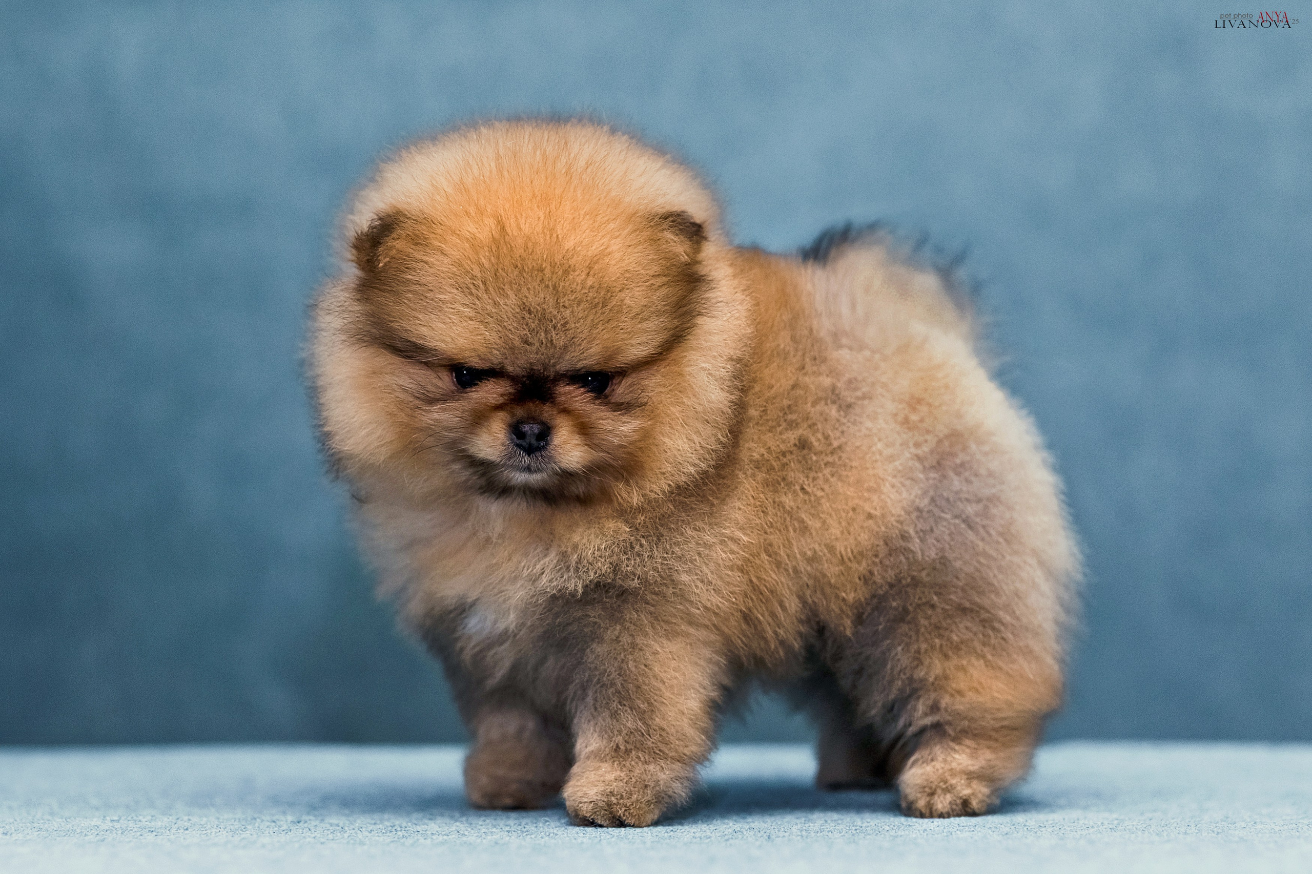 Шпицы. Фотограф анималист Аня Ливанова | Рыбинск