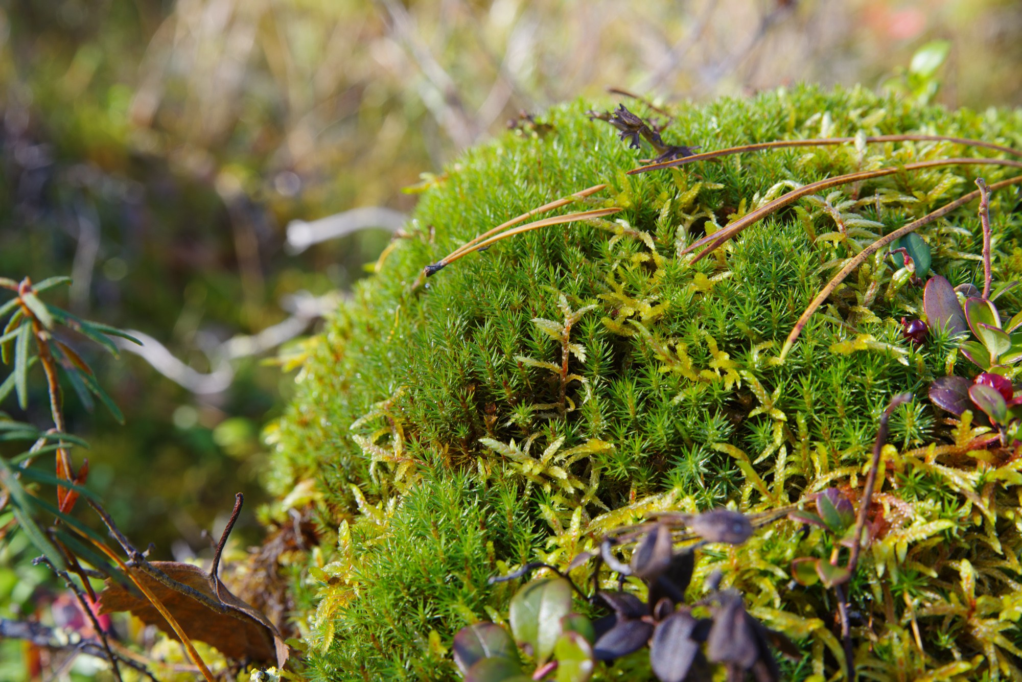 Пейзажи. Семейный и свадебный фотограф в Иркутске Максим Жигалов