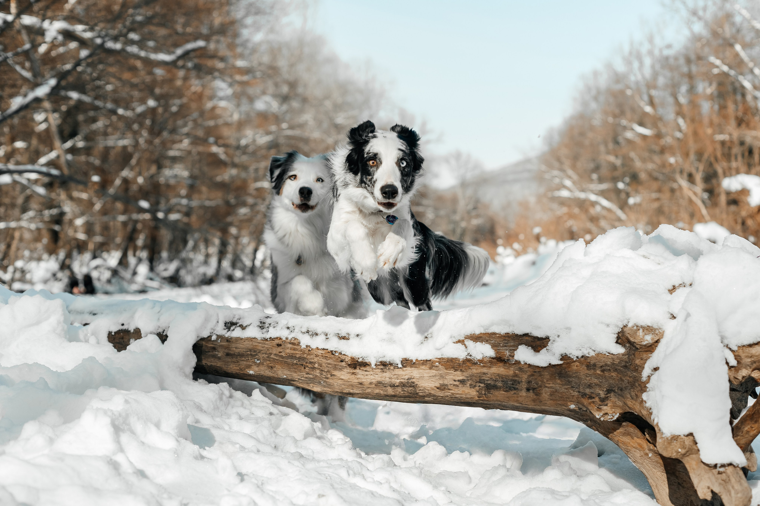 Портфолио2. Фотограф — анималист Маргарита Хелбен Краснодар
