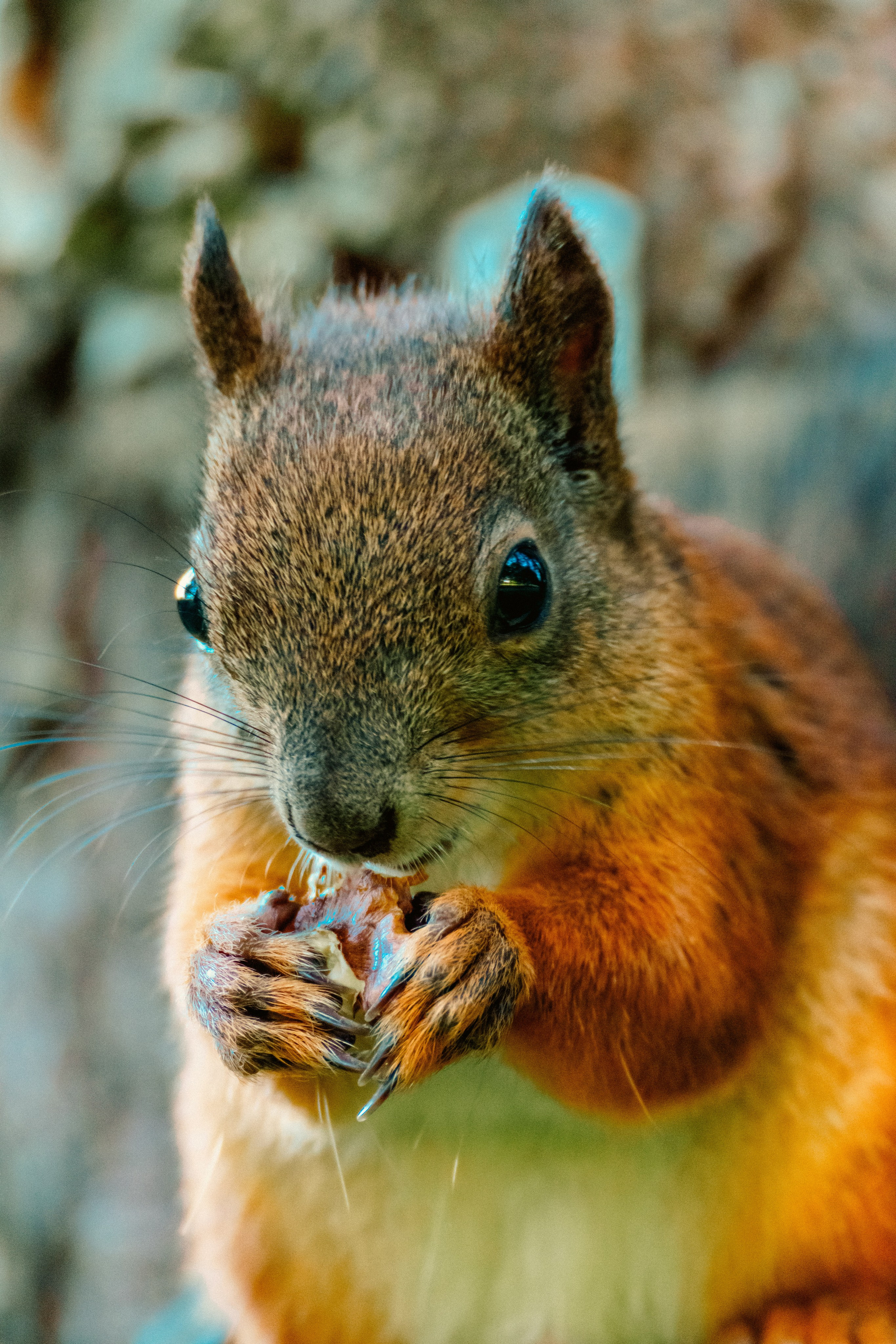 Животные. Фотограф в Санкт-Петербурге Ибрагимова Алина