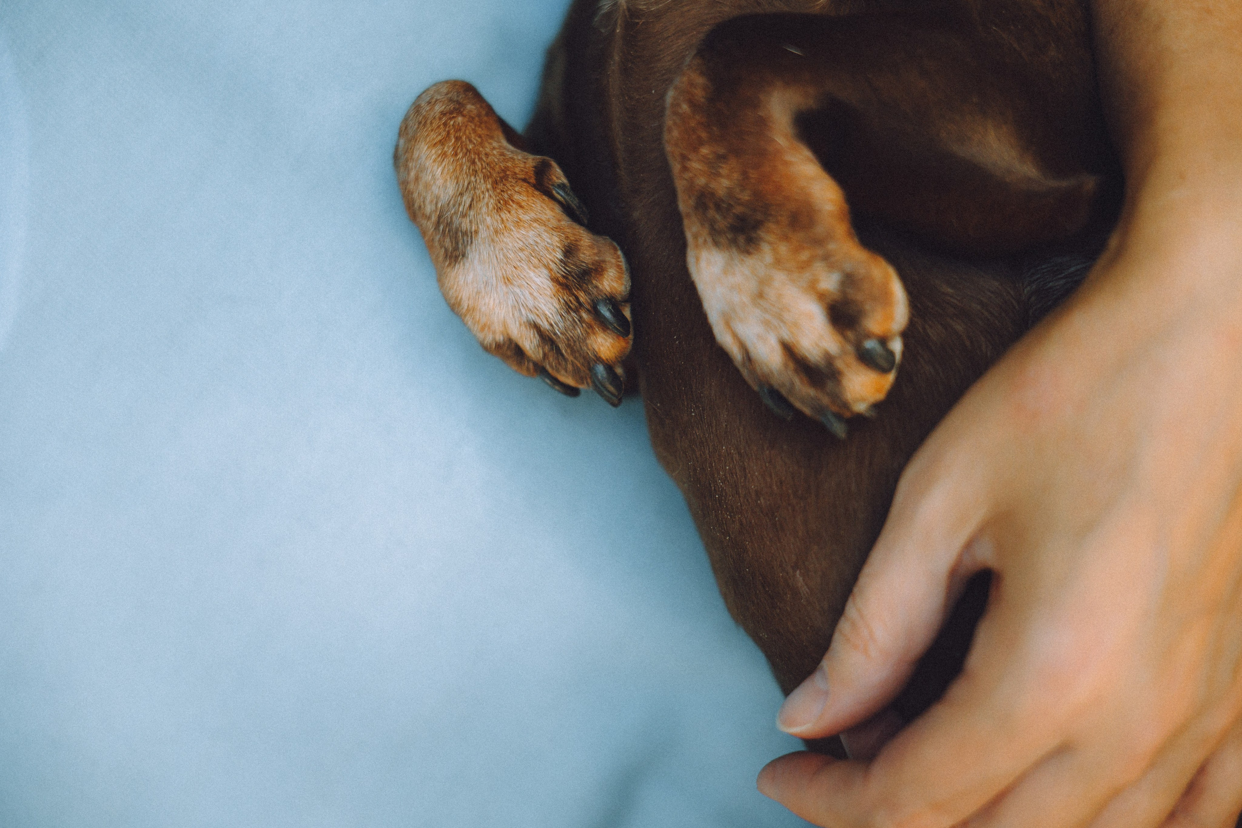 Кокос, Света, Динара и Вилли