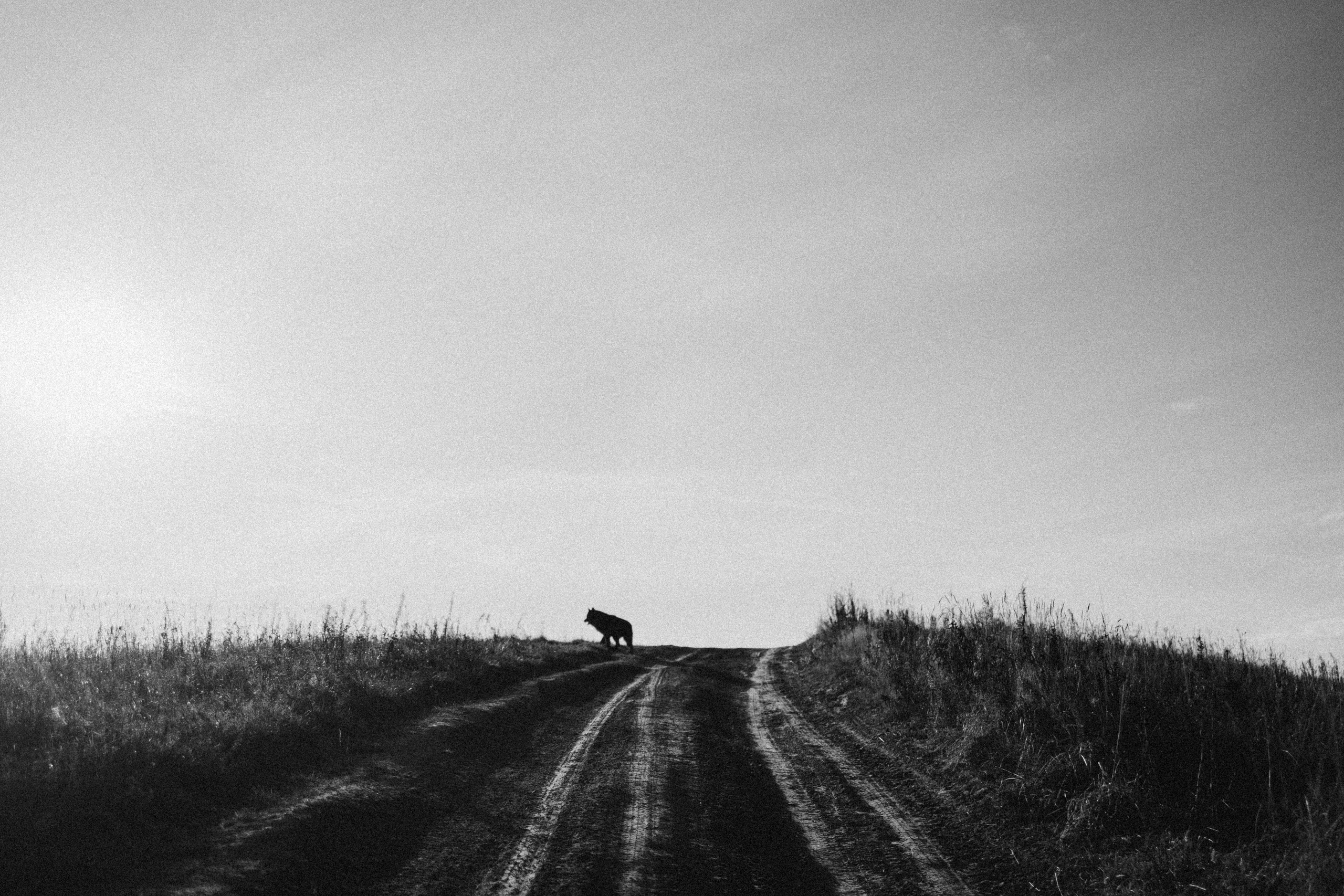 Лора и Джанго. Фотограф — Анималист | Санкт-Петербург